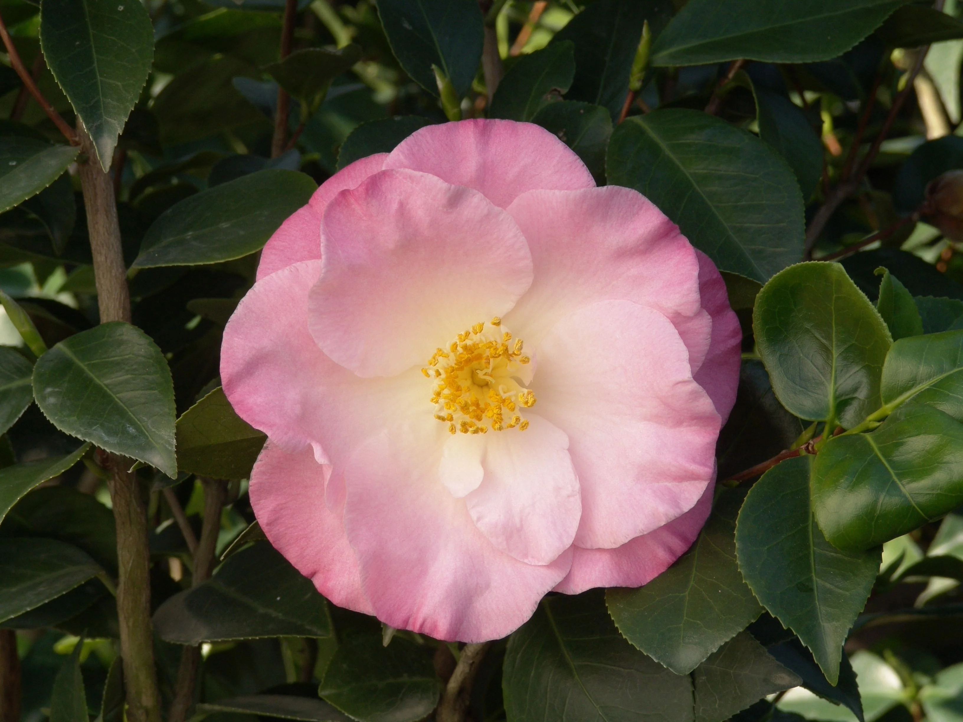 April Remembered Ice Angels® Camellia 2 April Remembered Ice Angels® Camellia