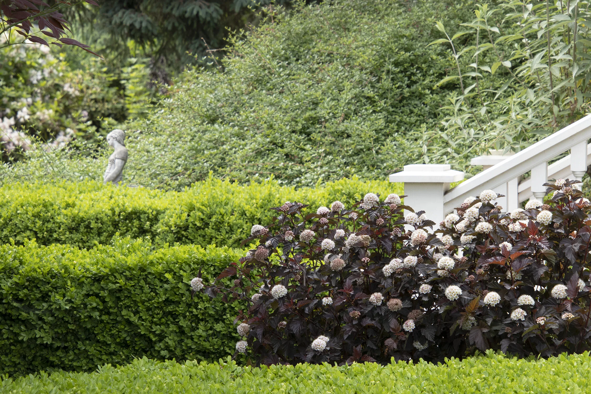 Green Velvet Boxwood 8 Green Velvet Boxwood