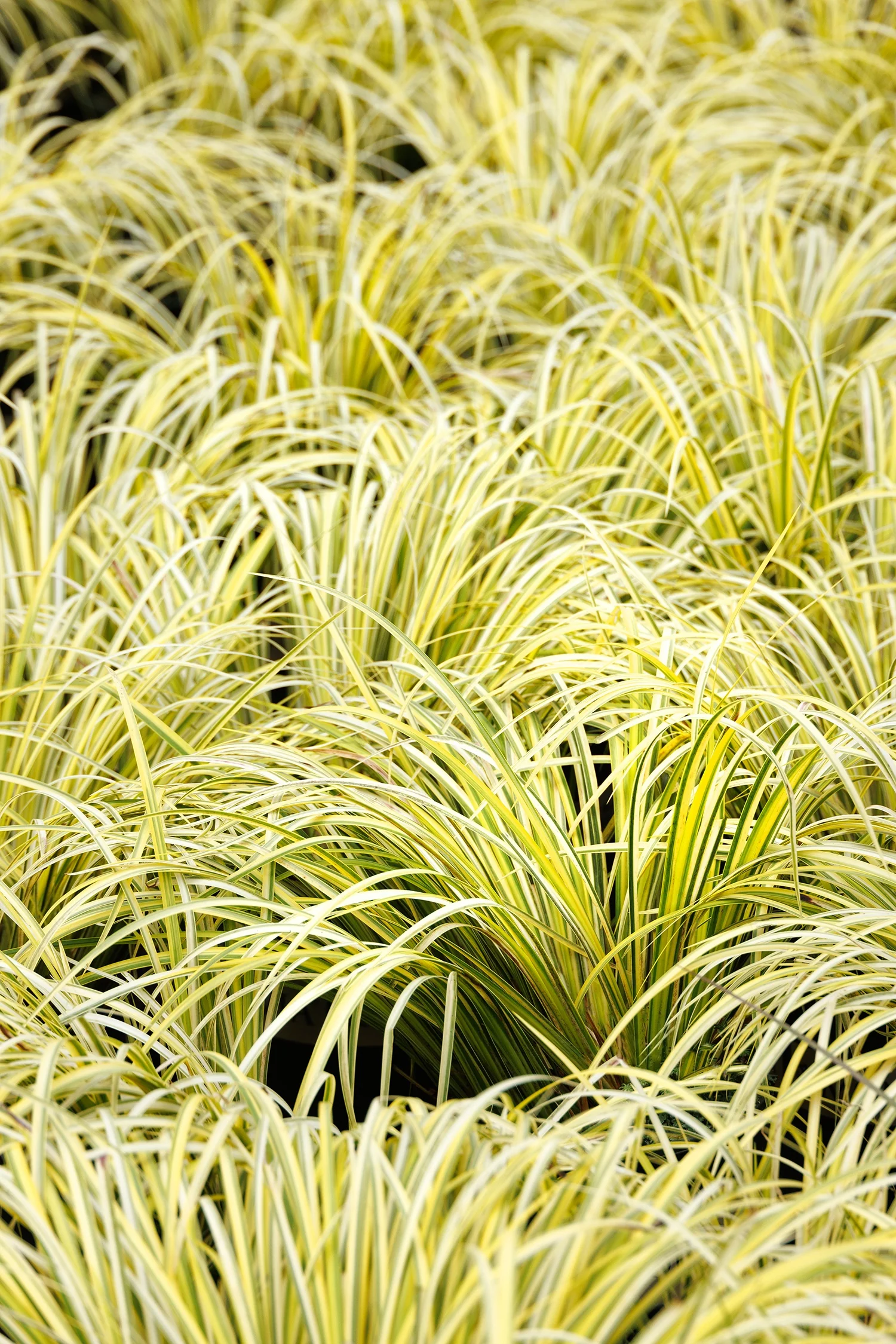 Golden Variegated Sweet Flag