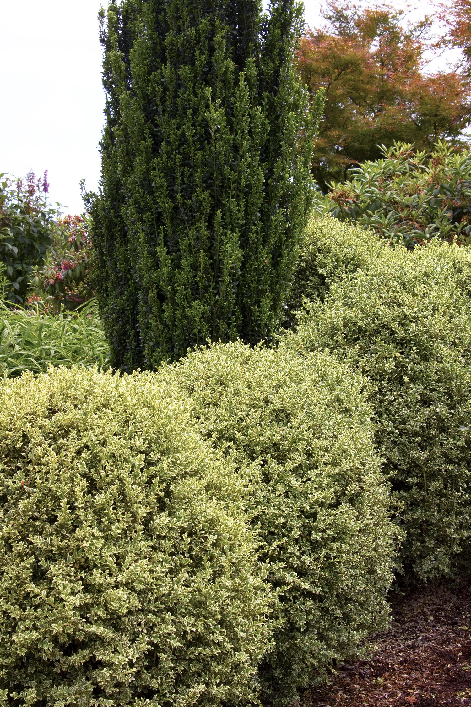 Variegated English Boxwood