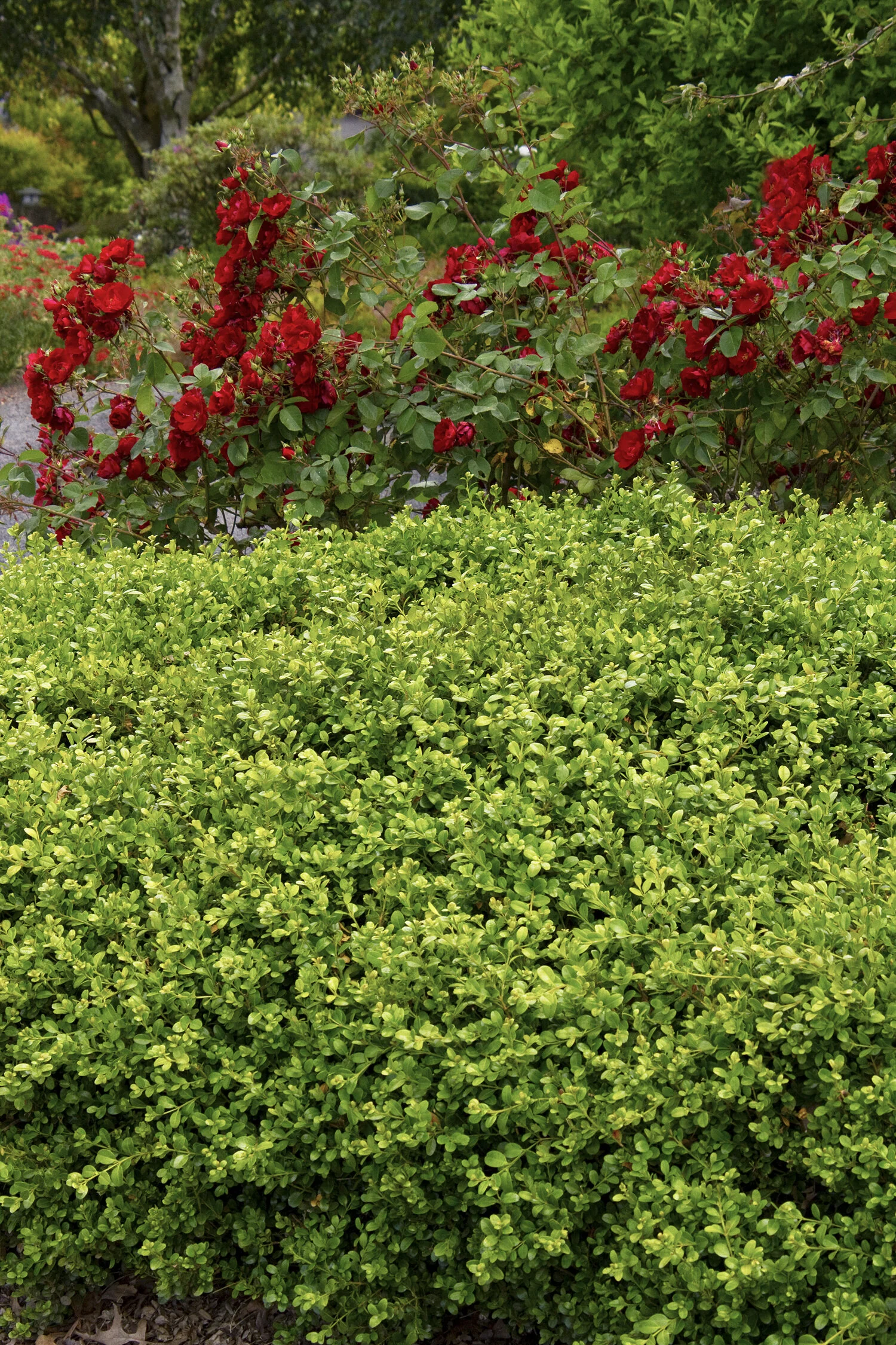 Green Beauty Boxwood 17 Green Beauty Boxwood