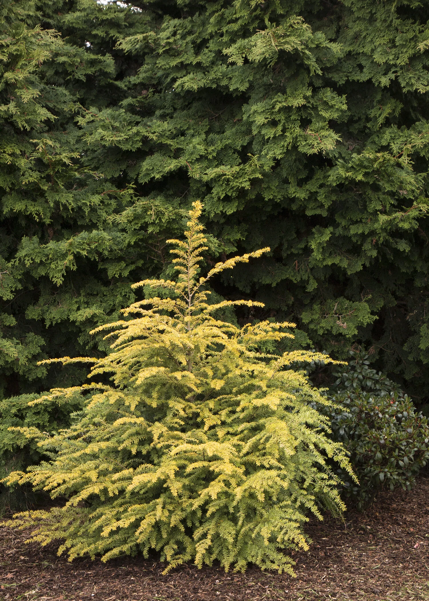 Golden Duke® Eastern Hemlock