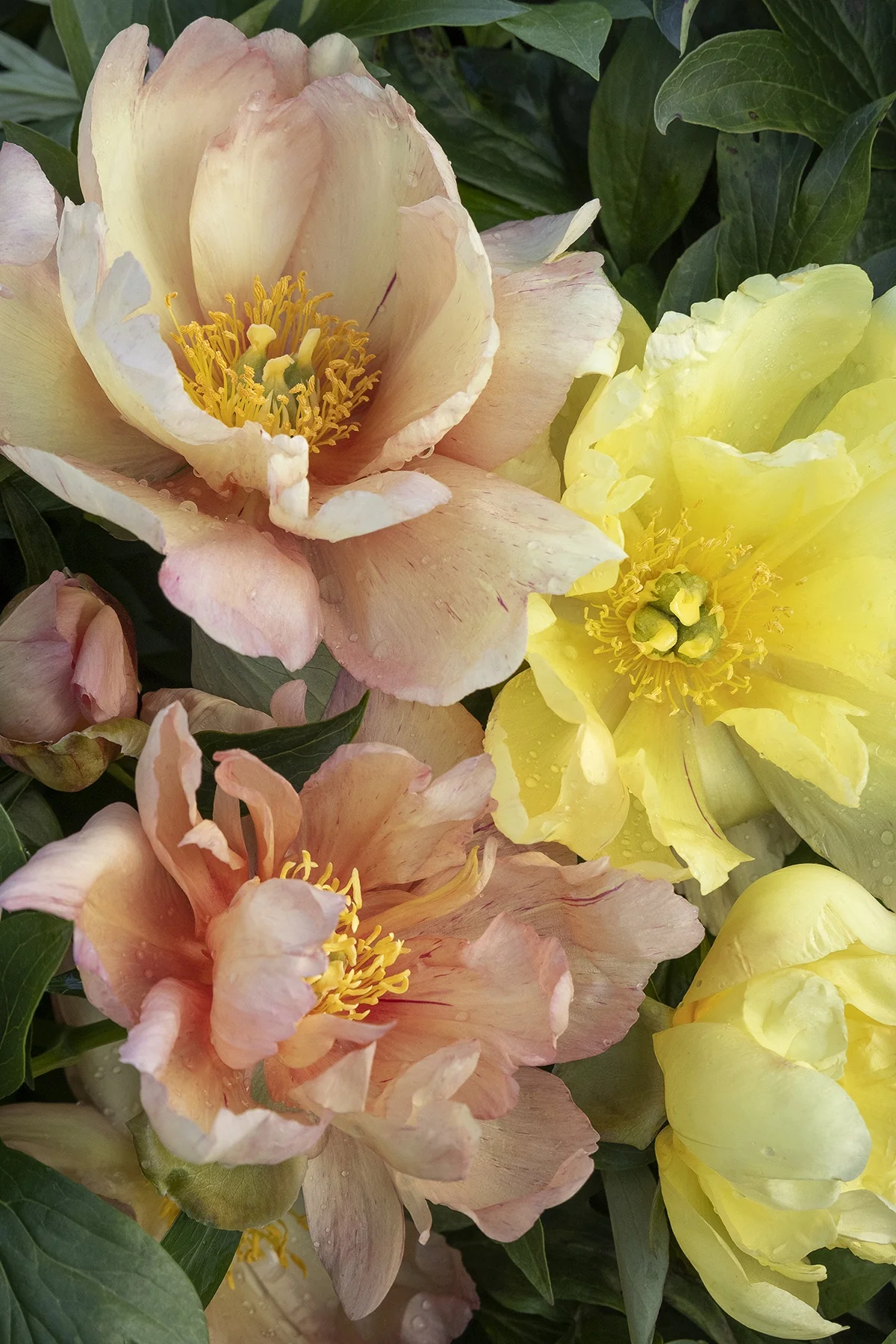 Singing in the Rain Itoh Peony 13 Singing in the Rain Itoh Peony