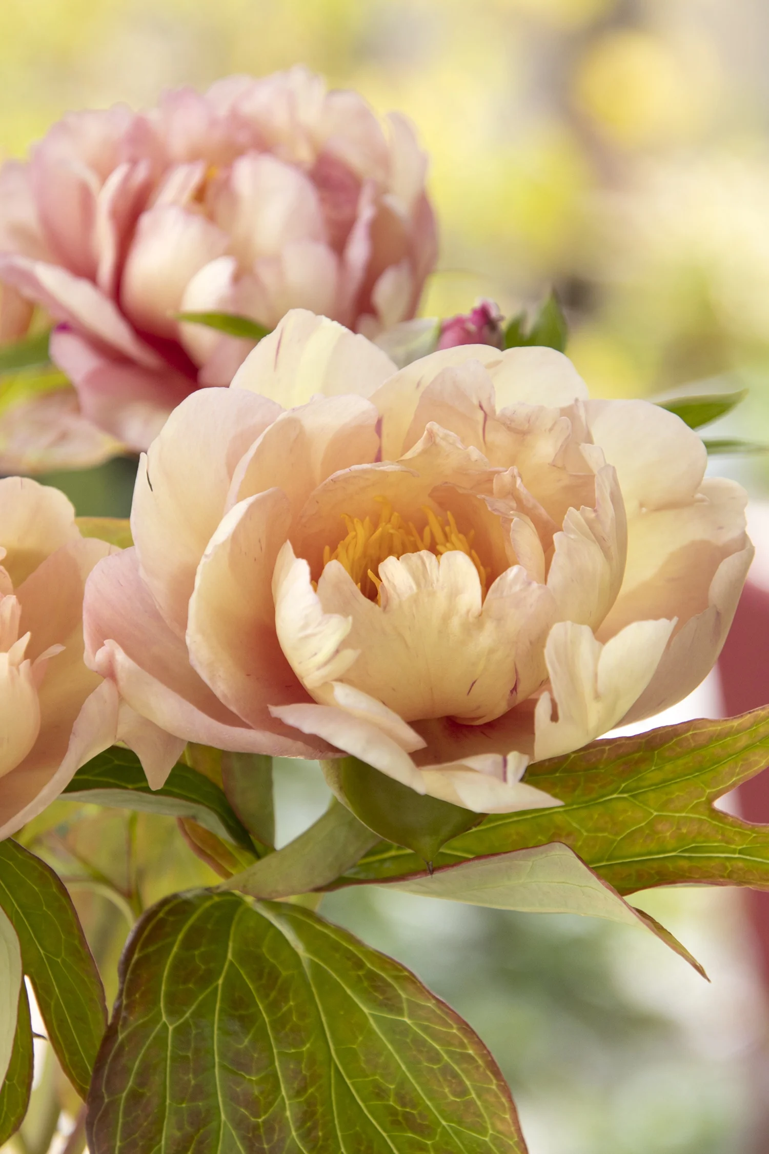 Singing in the Rain Itoh Peony 2 Singing in the Rain Itoh Peony
