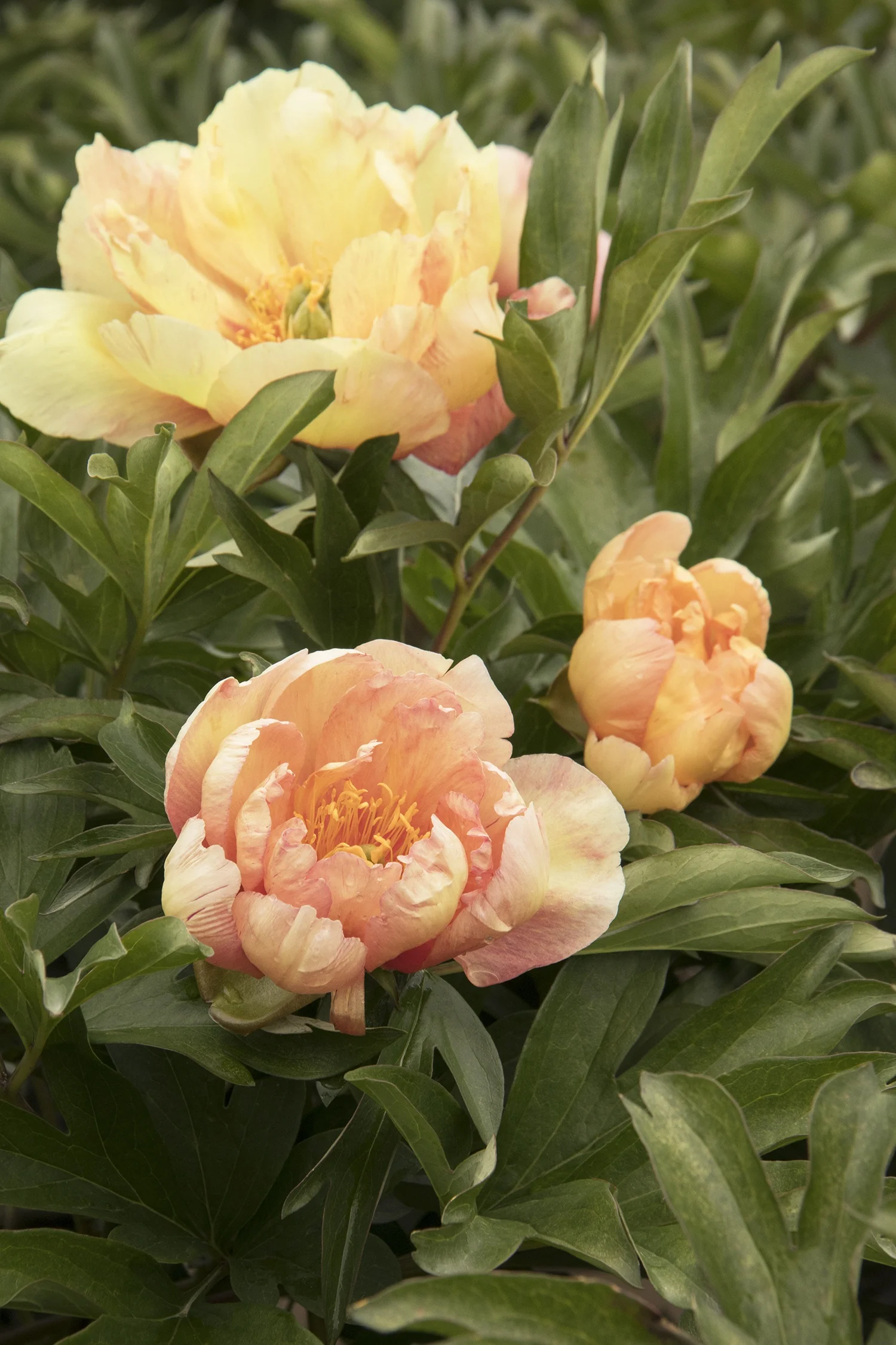Singing in the Rain Itoh Peony 3 Singing in the Rain Itoh Peony