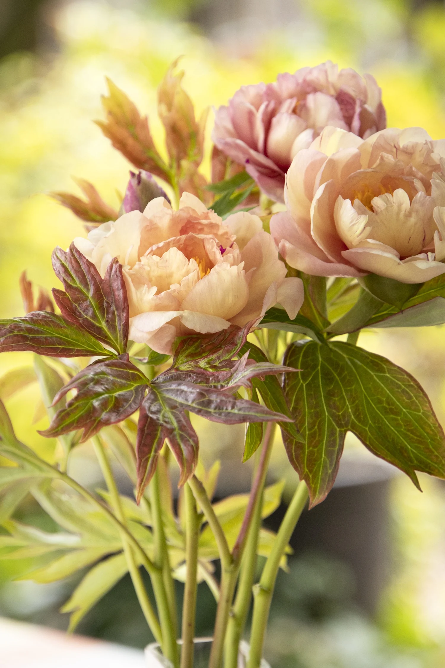 Singing in the Rain Itoh Peony 4 Singing in the Rain Itoh Peony