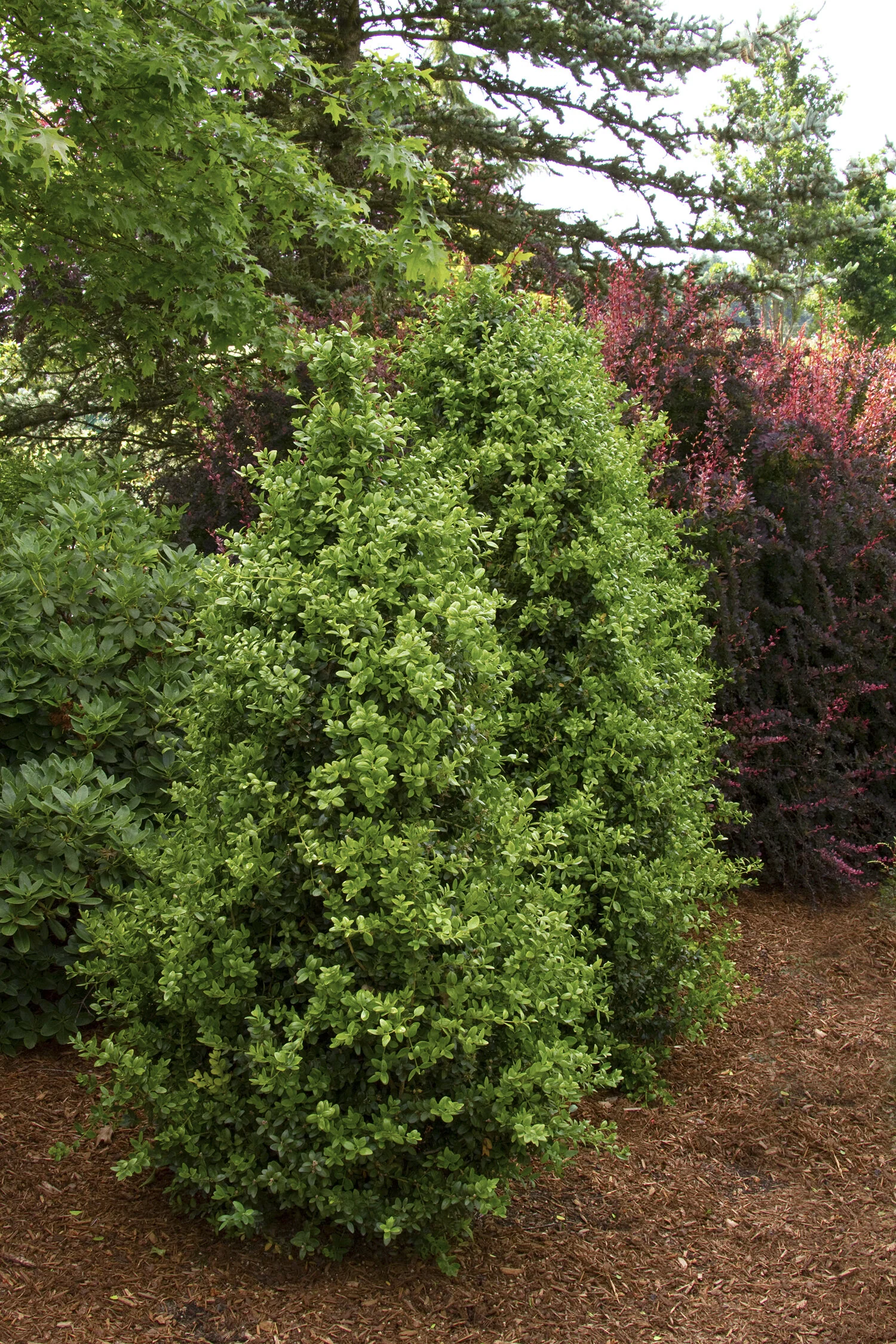 Green Tower® Boxwood 1 Green Tower® Boxwood