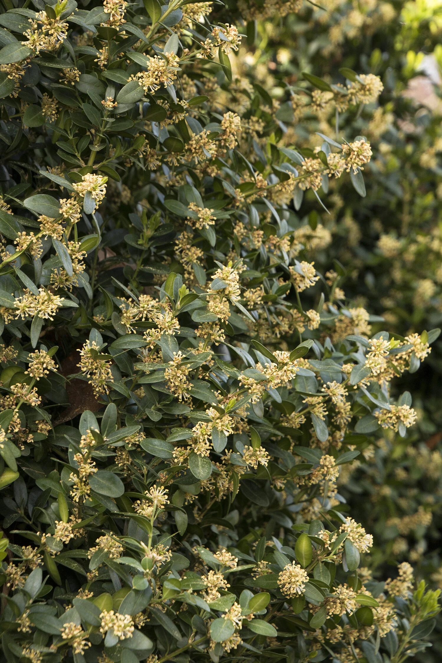 Green Tower® Boxwood 2 Green Tower® Boxwood