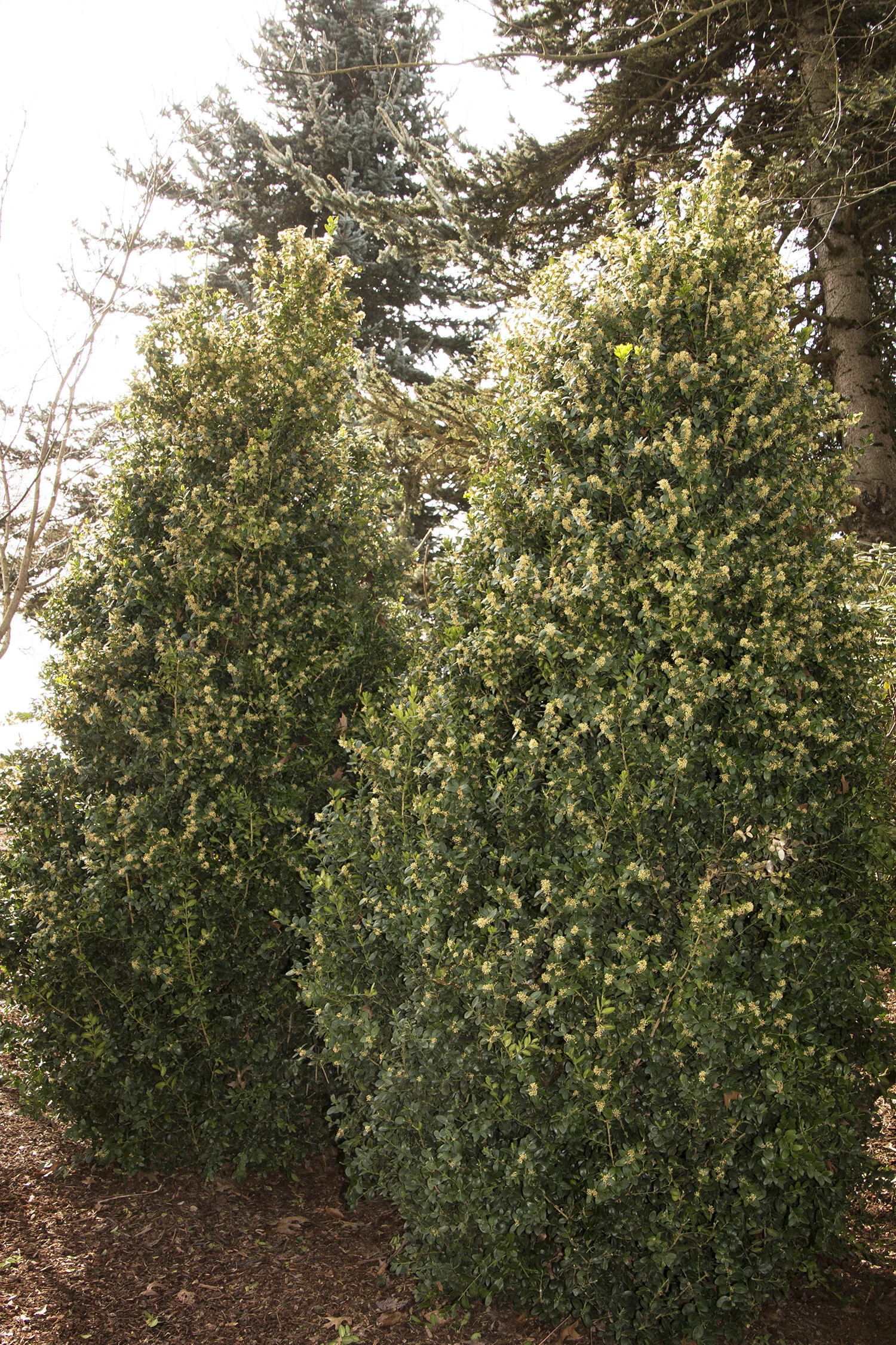 Green Tower® Boxwood 3 Green Tower® Boxwood