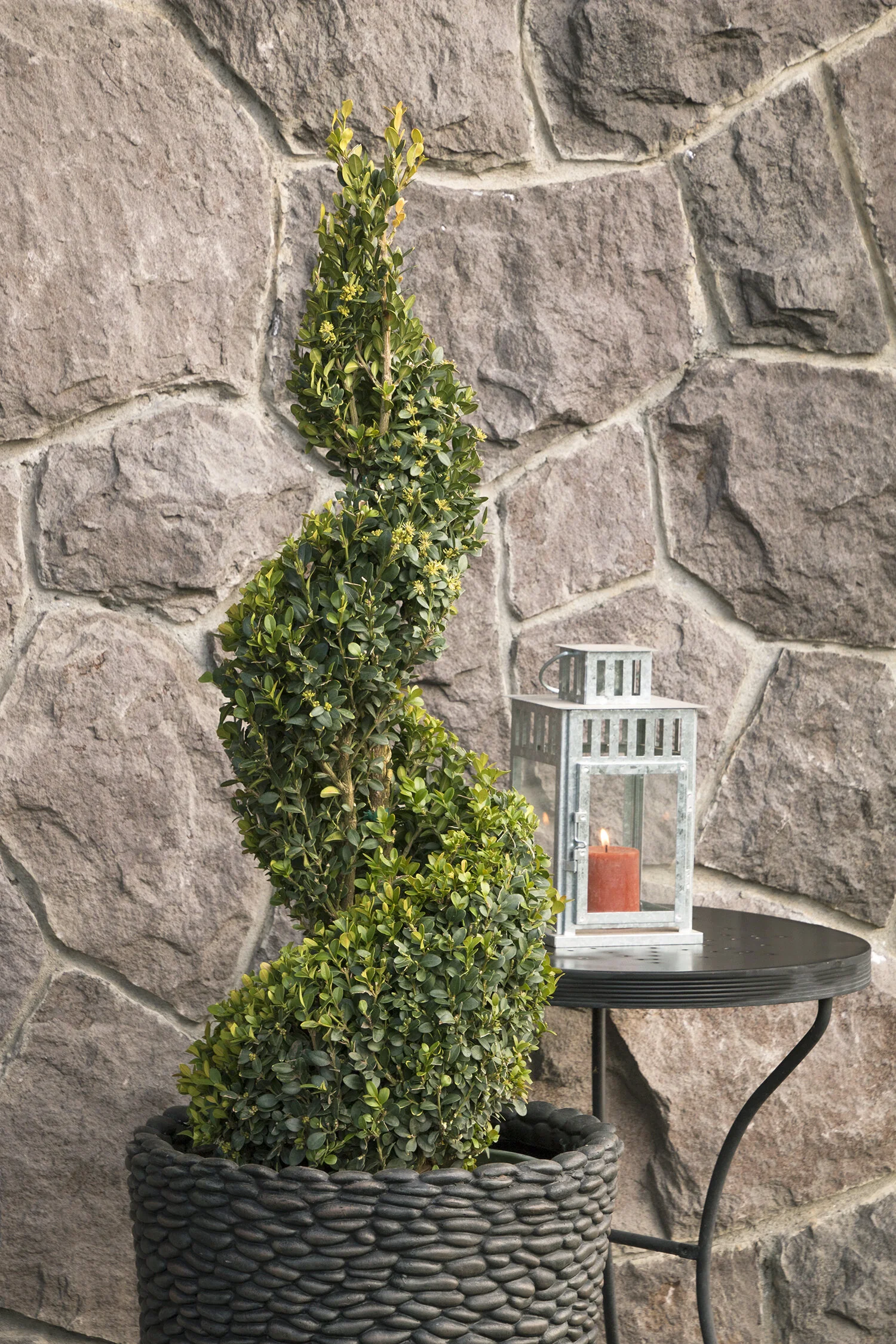 Green Tower® Boxwood 4 Green Tower® Boxwood