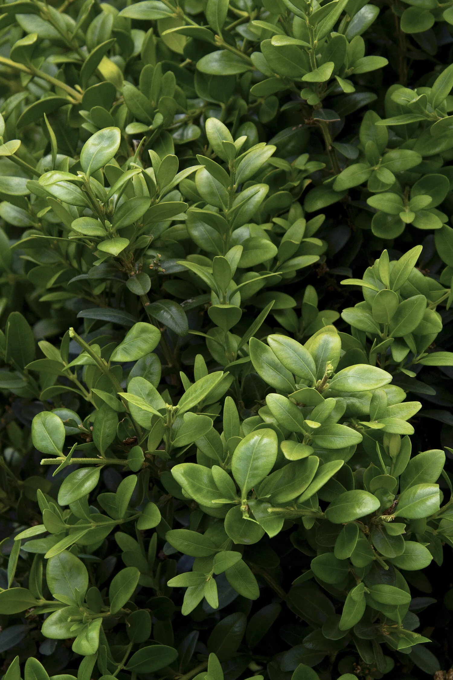 Green Tower® Boxwood 5 Green Tower® Boxwood