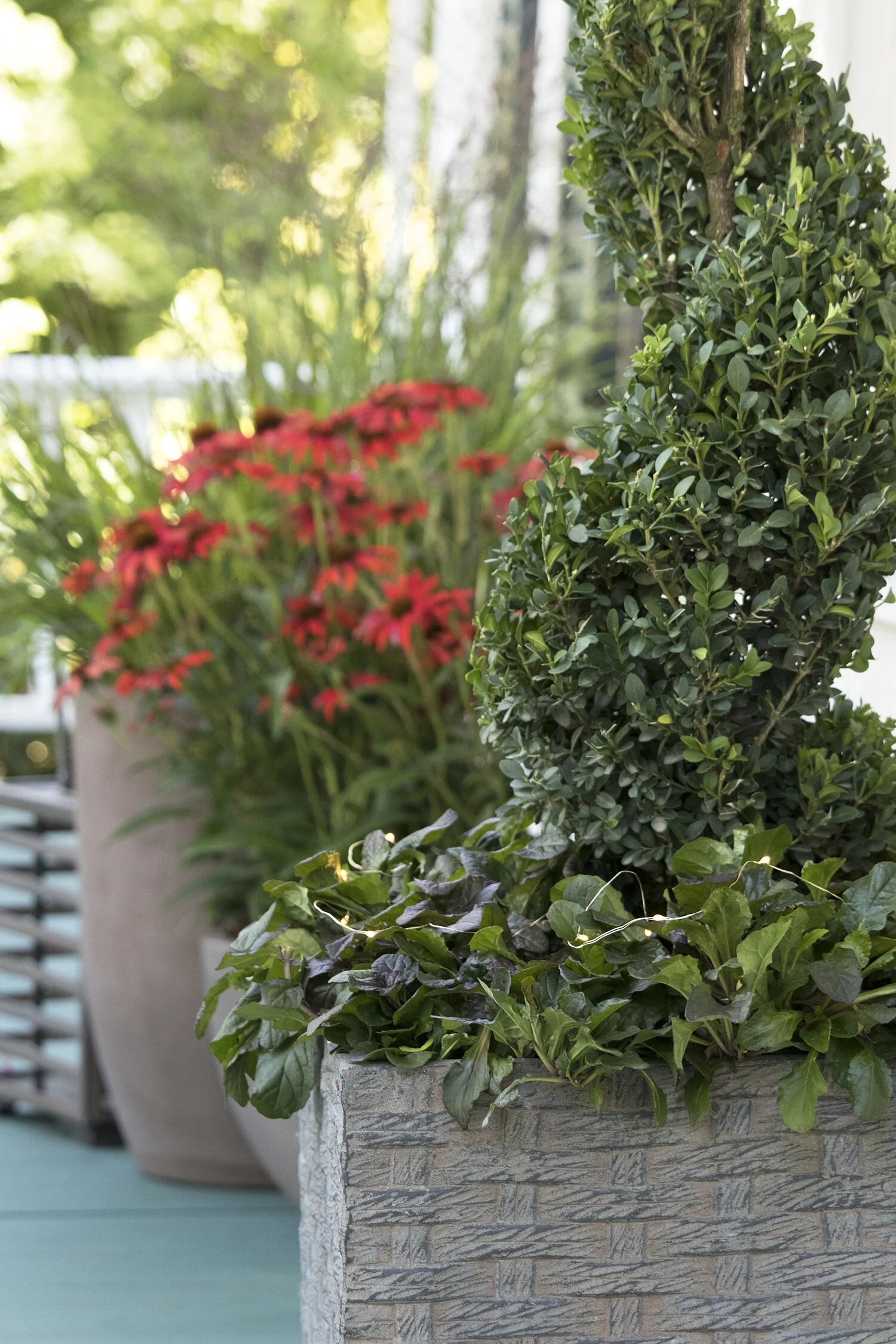 Green Tower® Boxwood 6 Green Tower® Boxwood