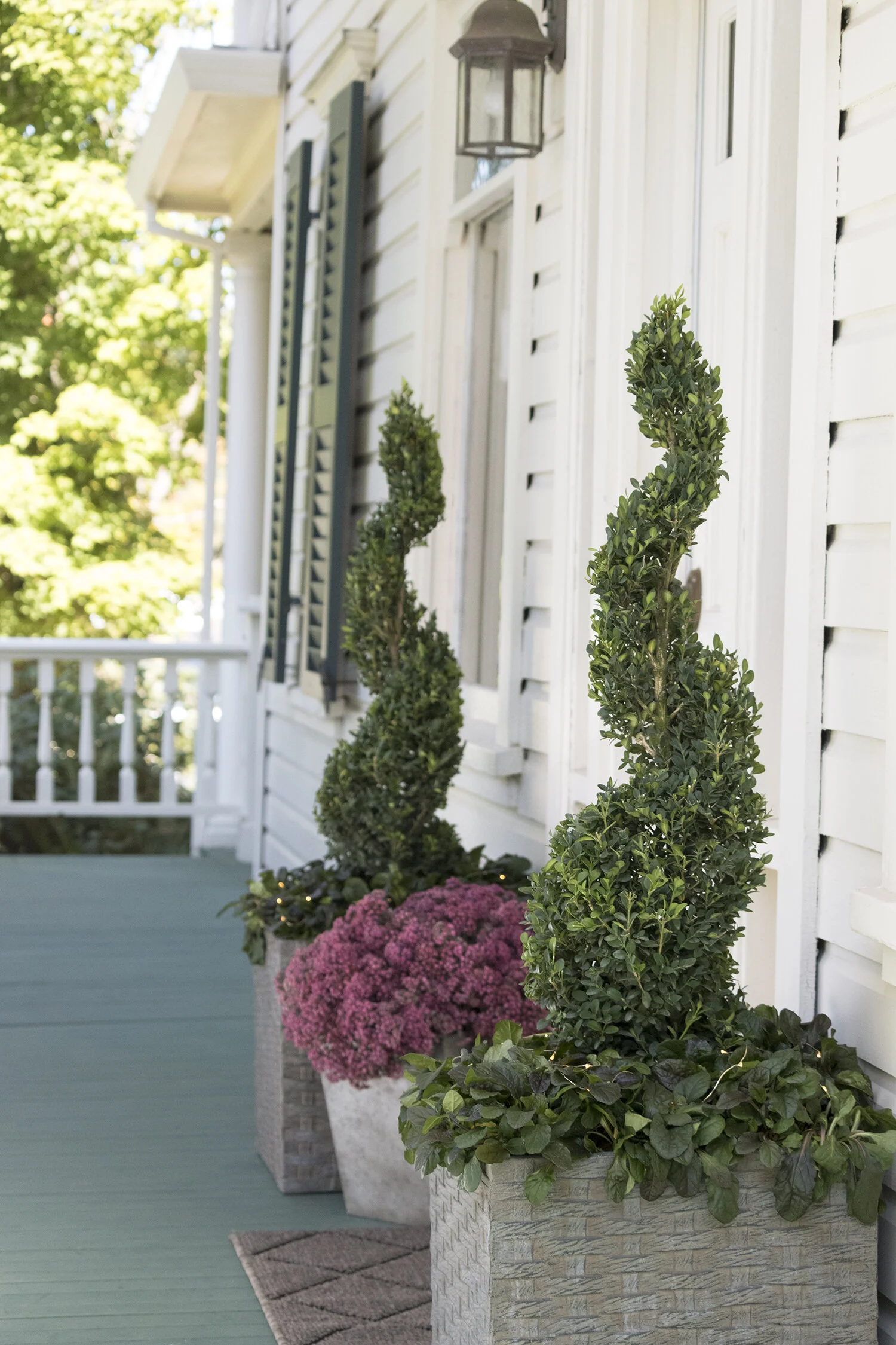 Green Tower® Boxwood 7 Green Tower® Boxwood