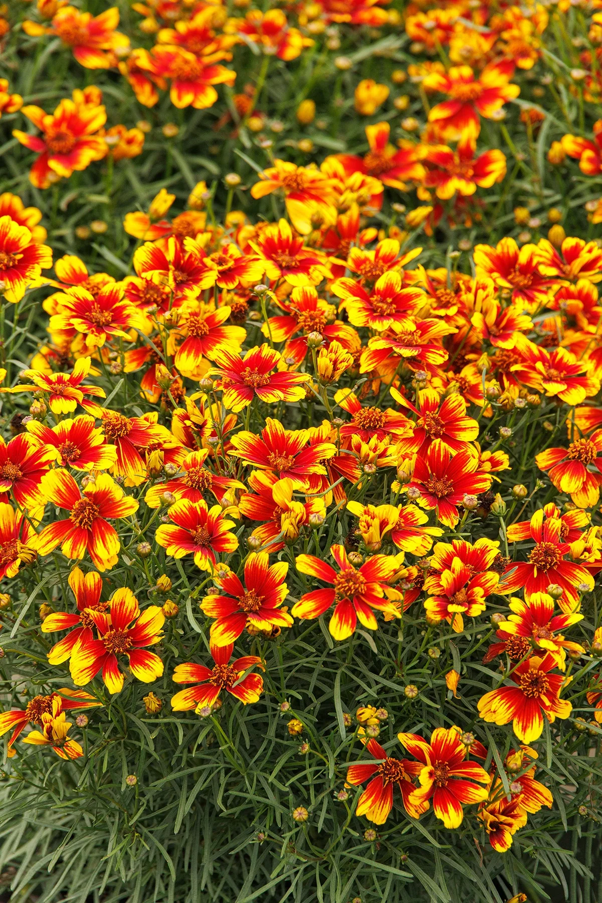 Sunstar™ Orange Coreopsis