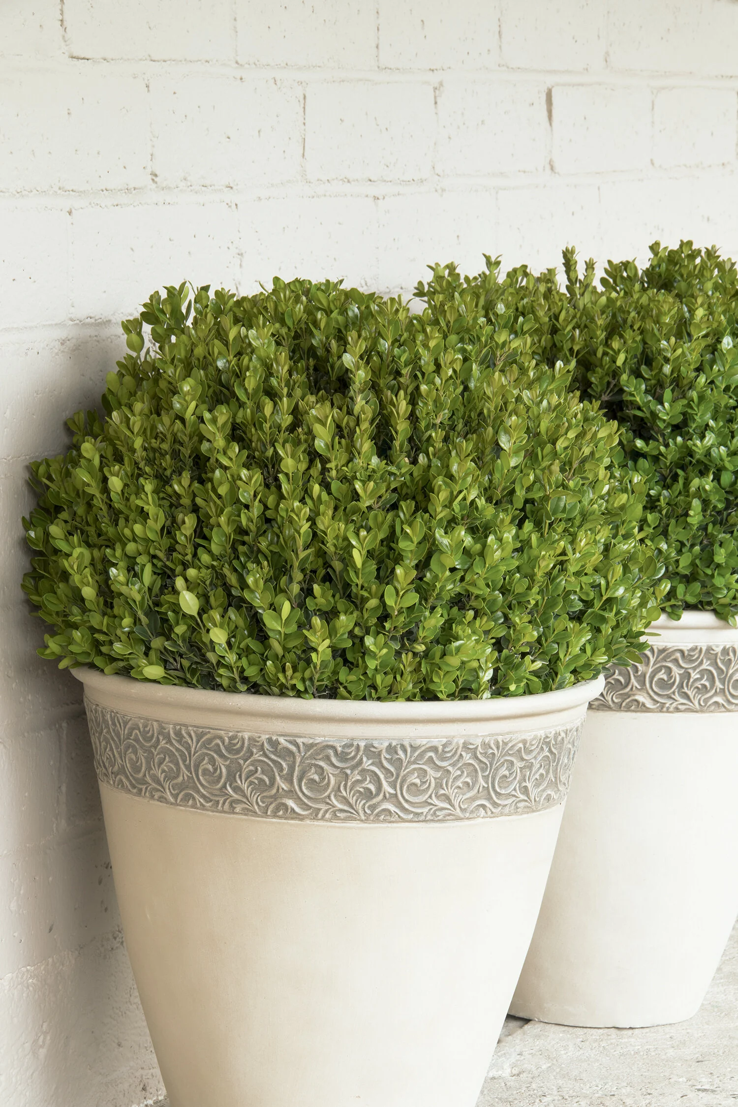 Faulkner Boxwood