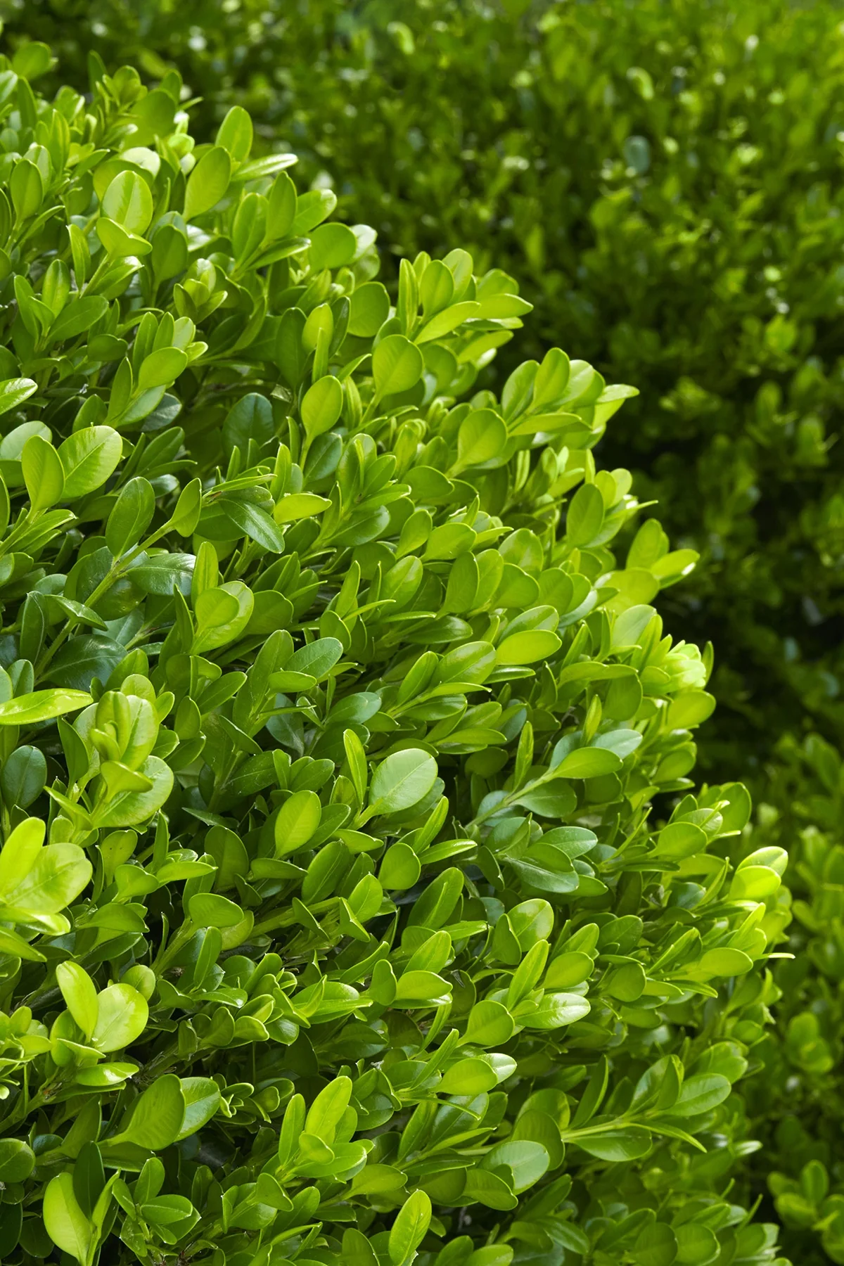 Winter Gem Boxwood 1 Winter Gem Boxwood