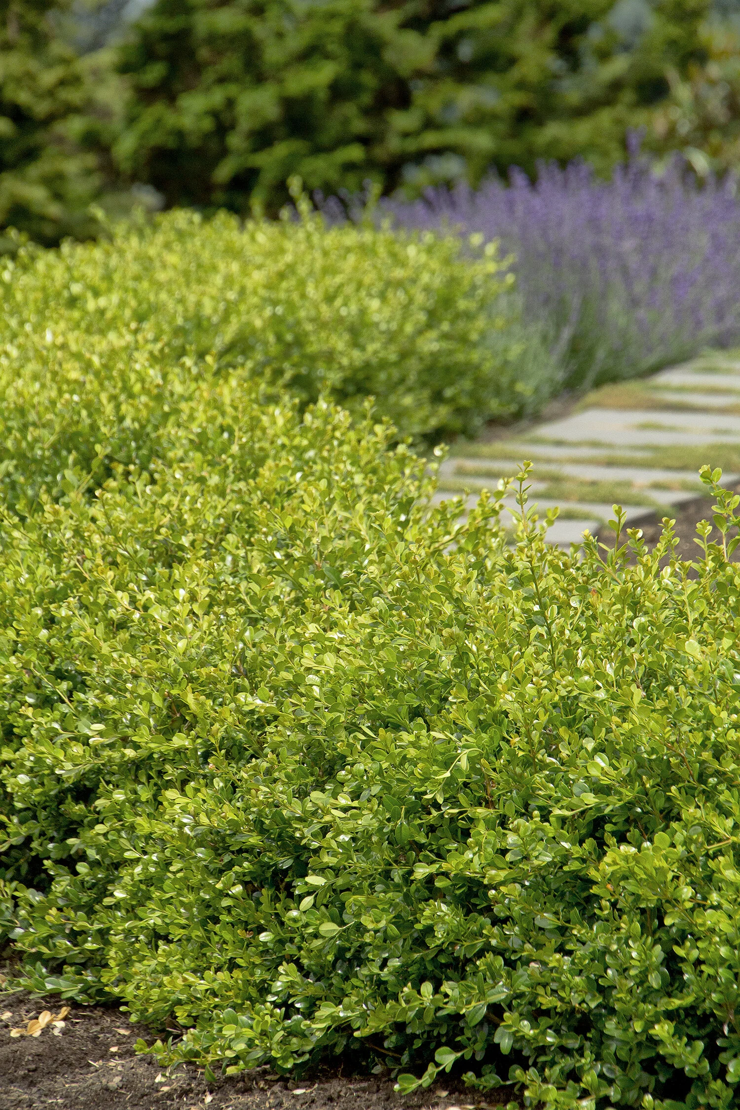 Winter Gem Boxwood 2 Winter Gem Boxwood