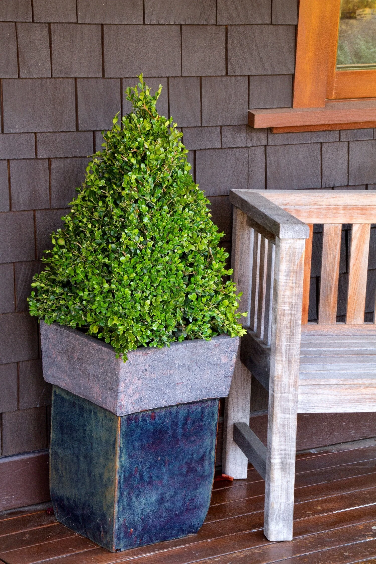 Winter Gem Boxwood 3 Winter Gem Boxwood