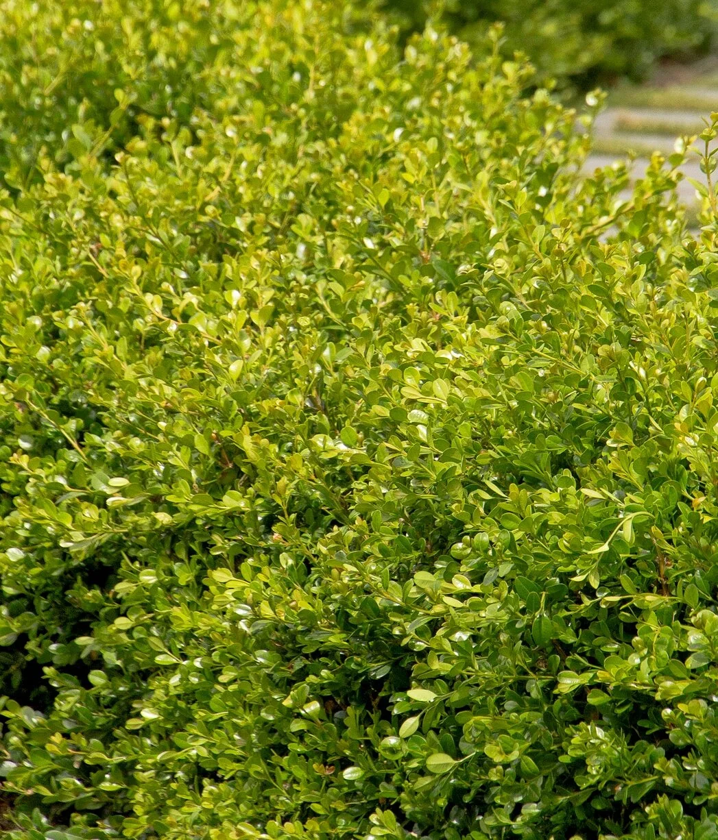 Winter Gem Boxwood 4 Winter Gem Boxwood