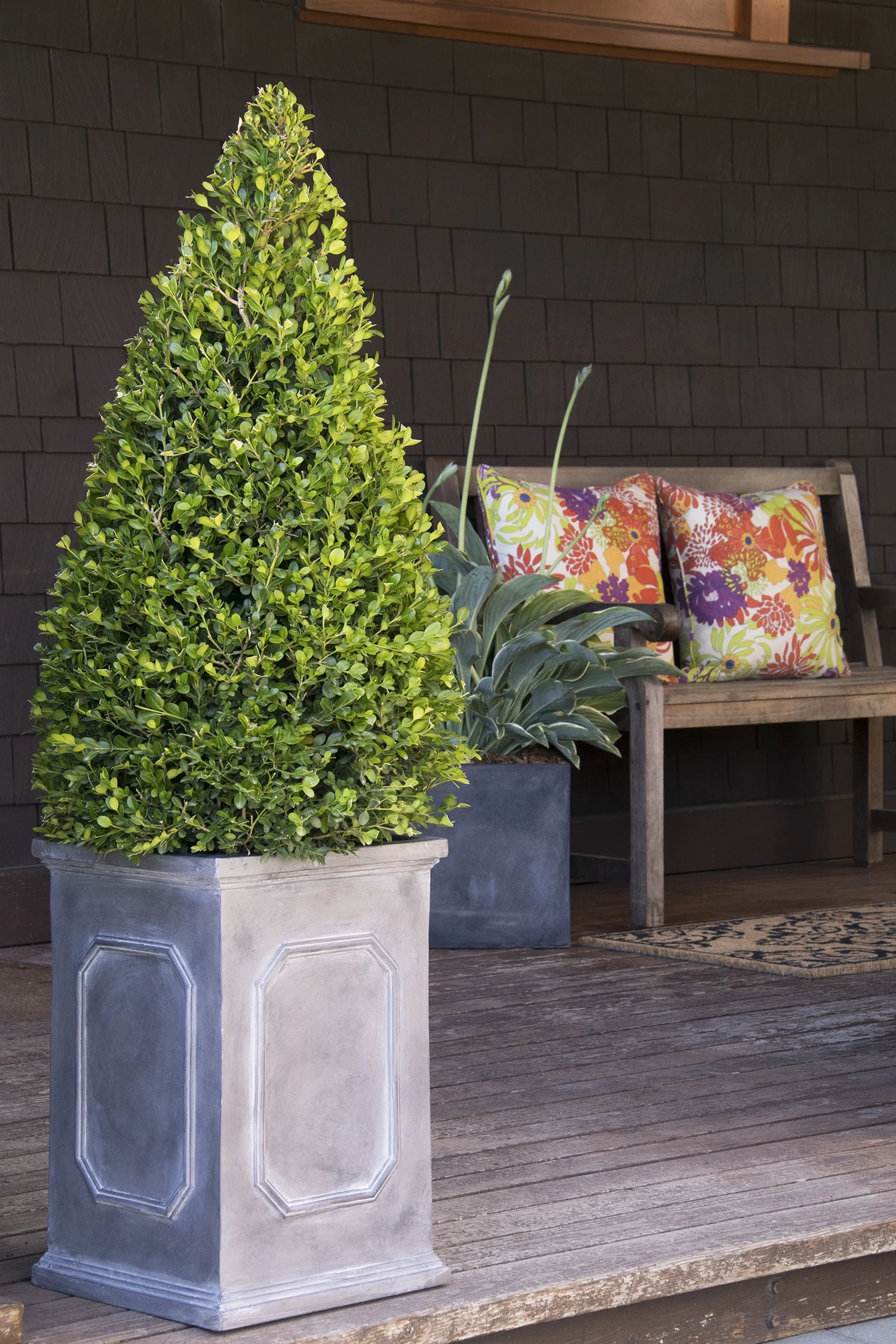 Winter Gem Boxwood 5 Winter Gem Boxwood