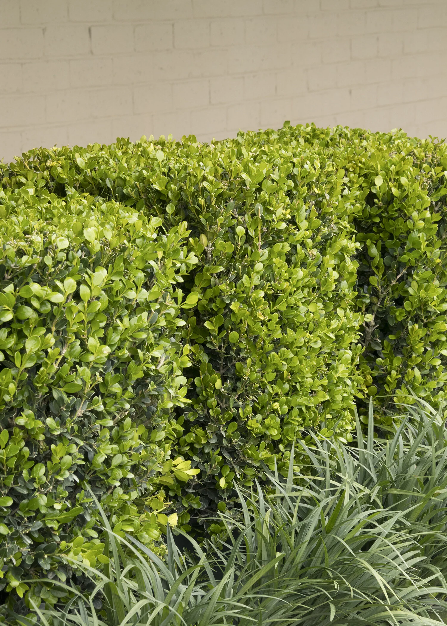 Winter Gem Boxwood 6 Winter Gem Boxwood