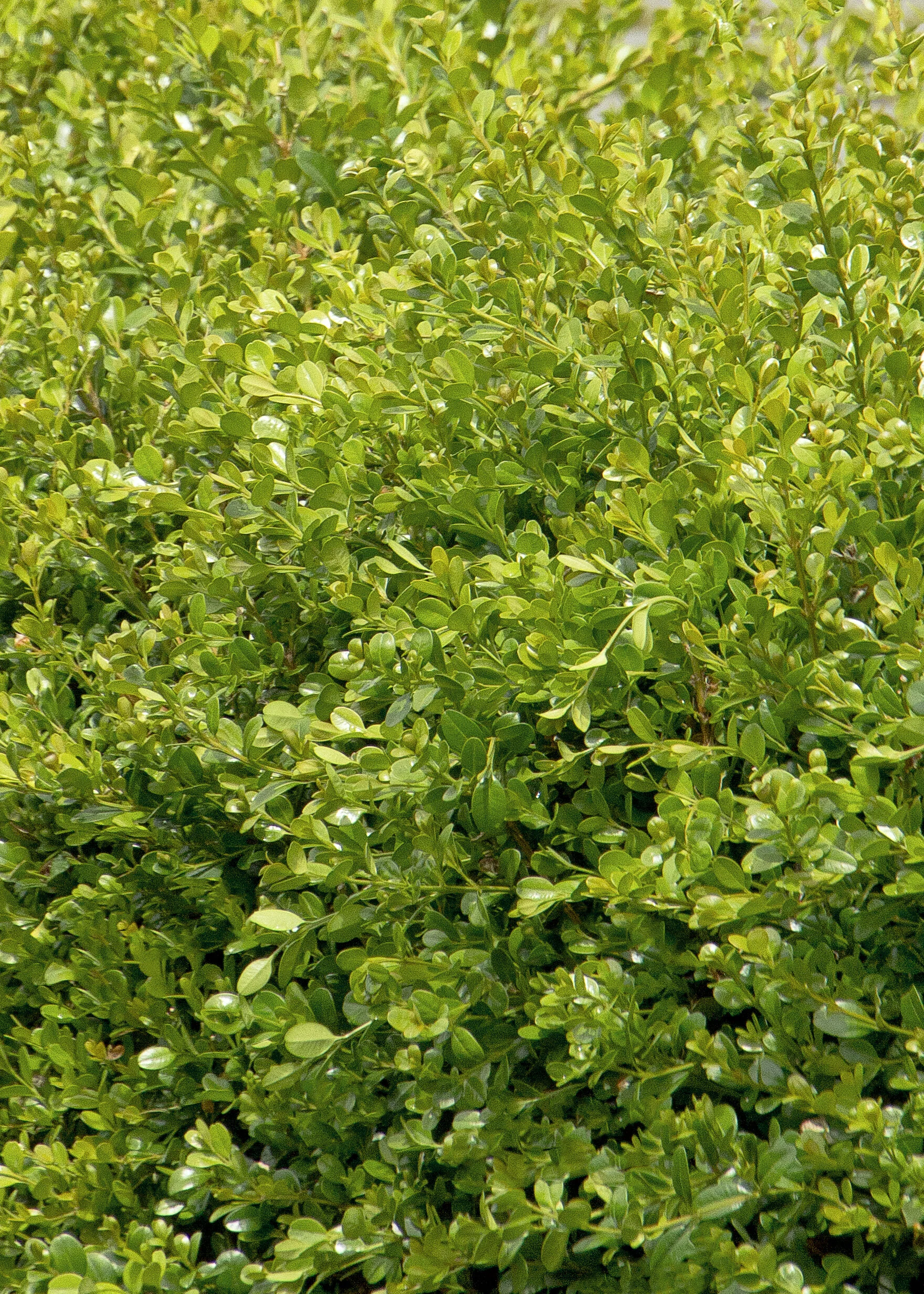 Winter Gem Boxwood 7 Winter Gem Boxwood