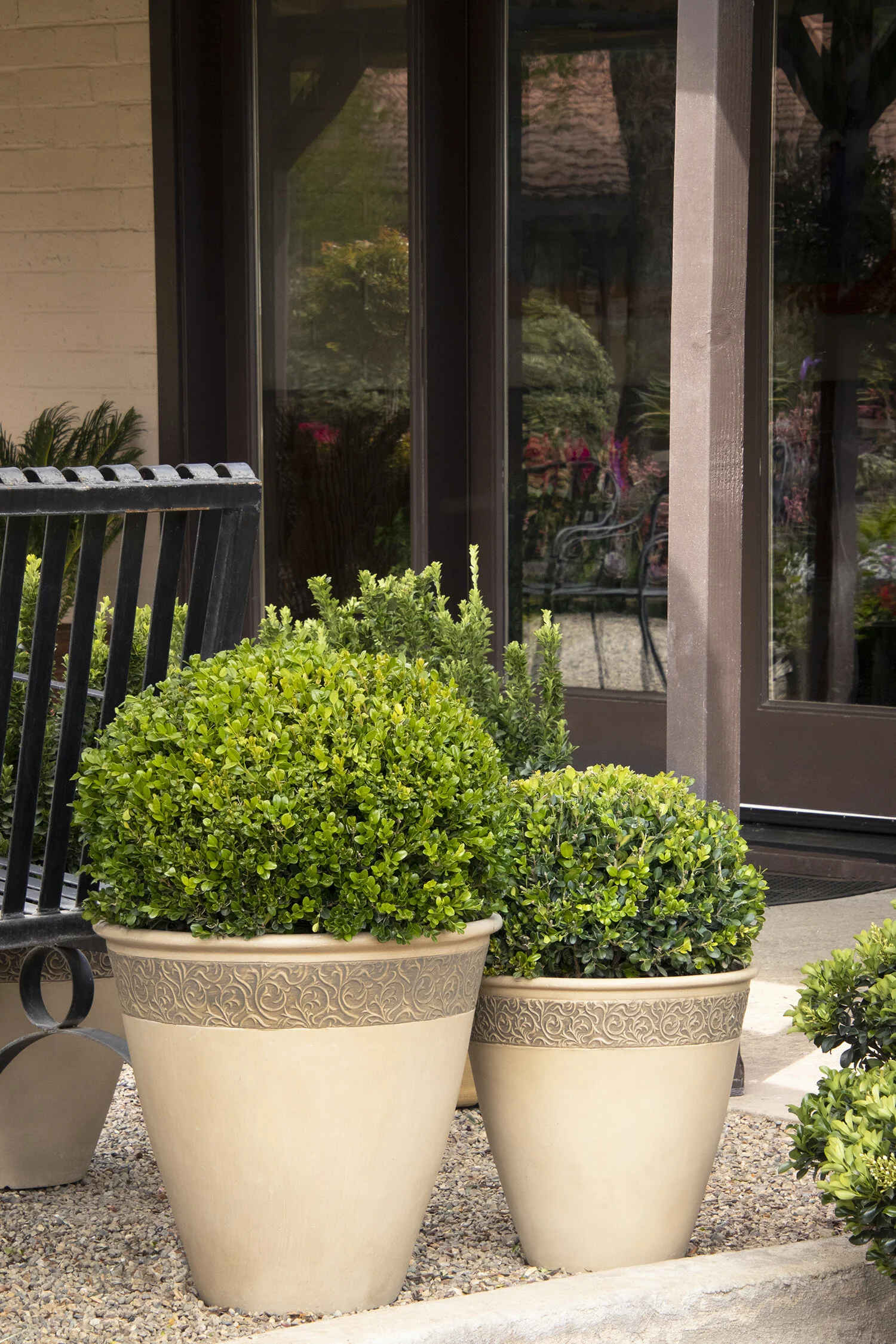 Winter Gem Boxwood 8 Winter Gem Boxwood