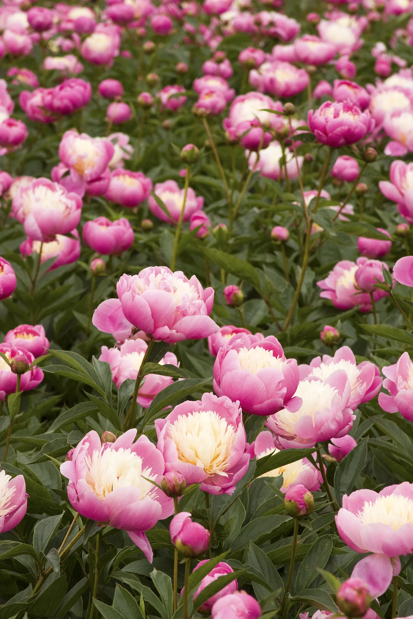 Bowl of Beauty Herbaceous Peony 9 Bowl of Beauty Herbaceous Peony