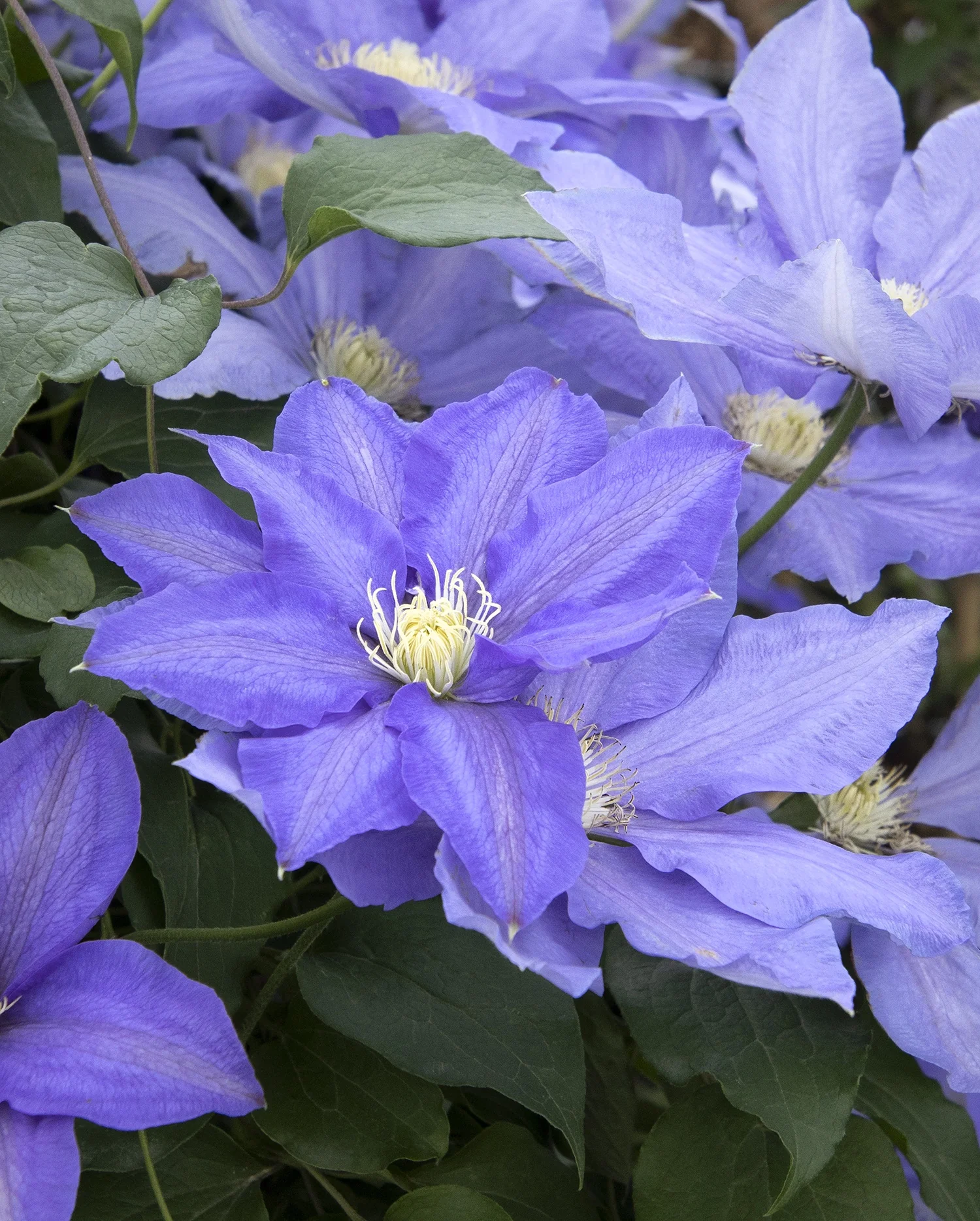 H. F. Young Clematis