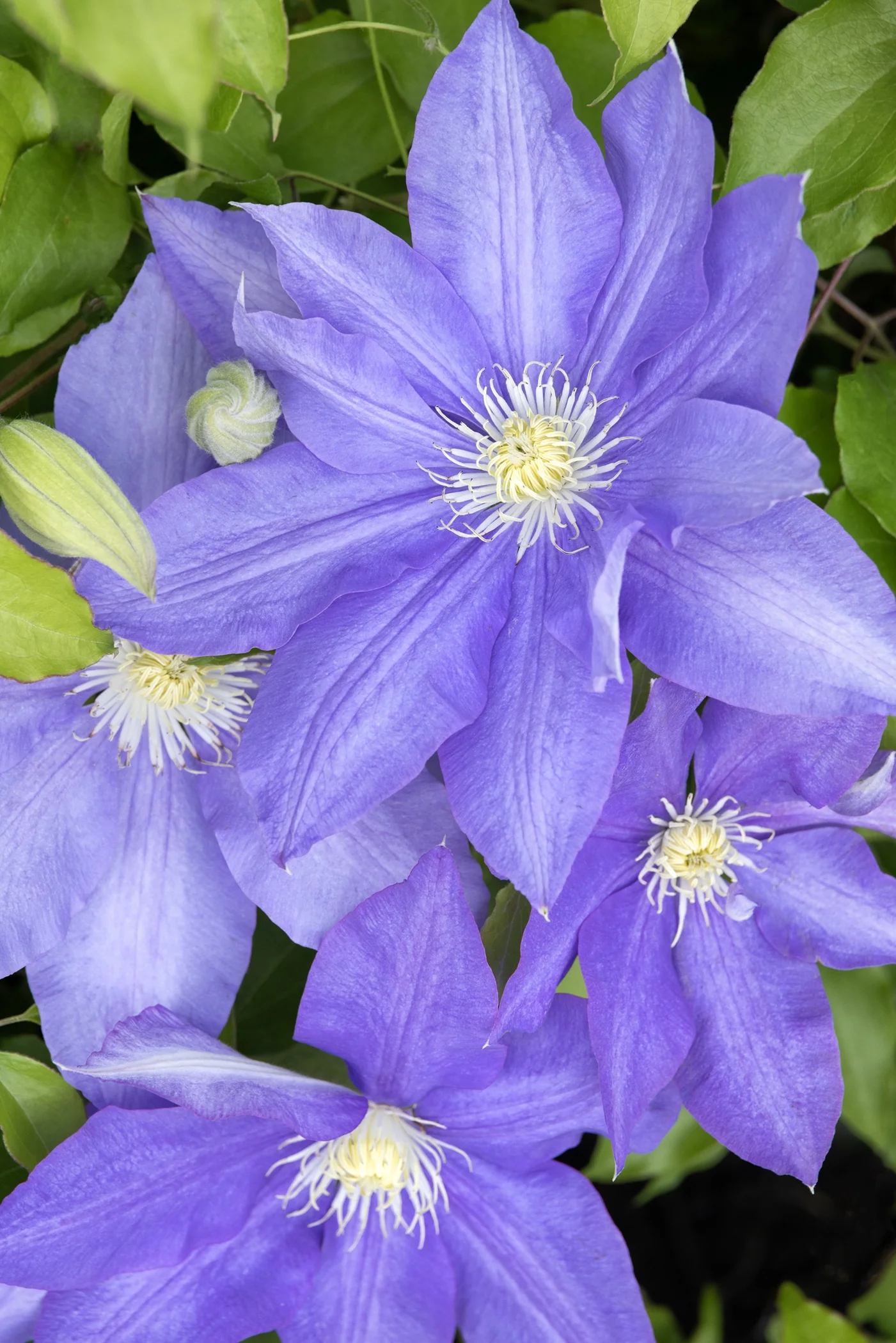 H. F. Young Clematis