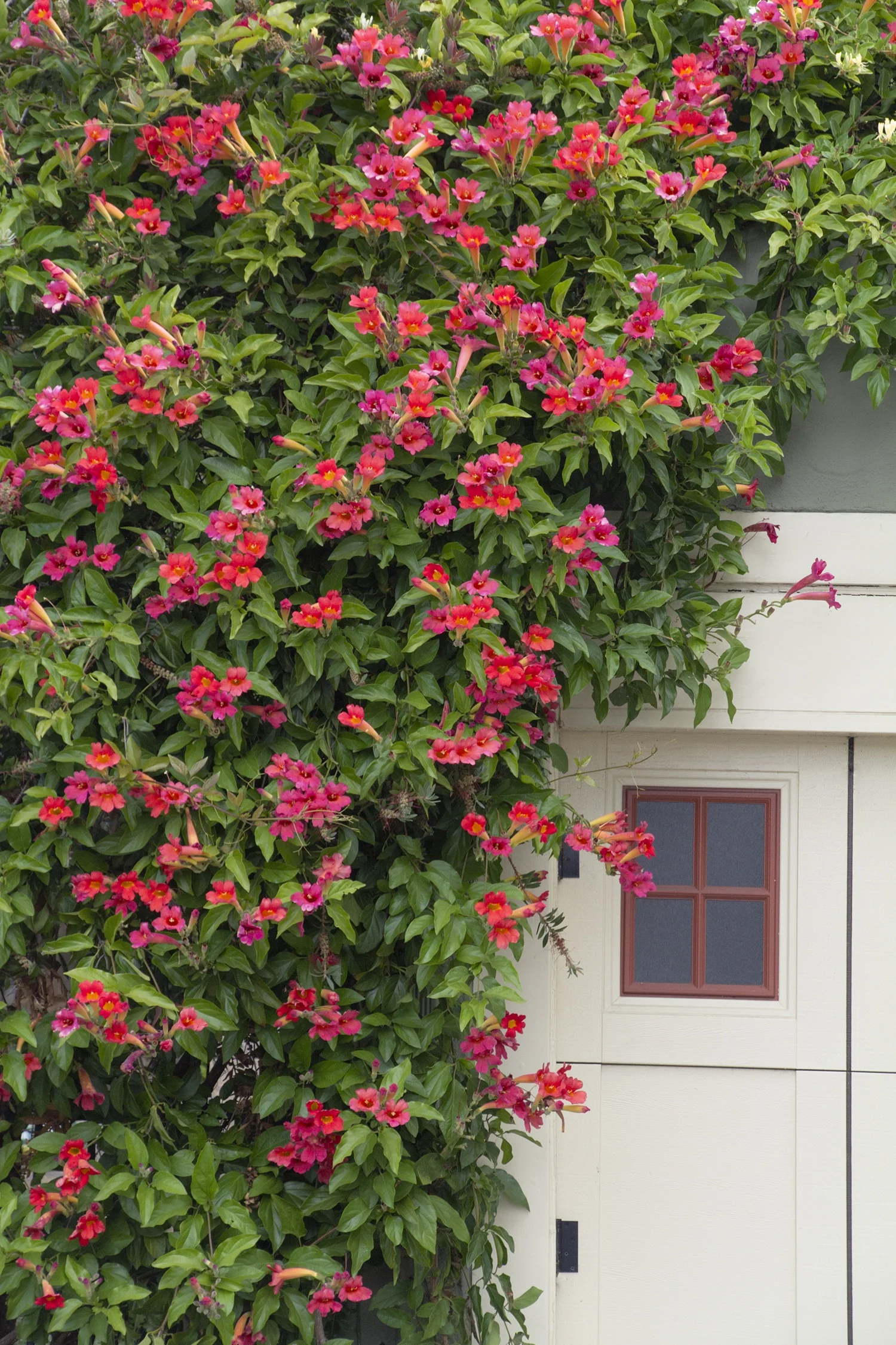 Scarlet Trumpet Vine 1 Scarlet Trumpet Vine