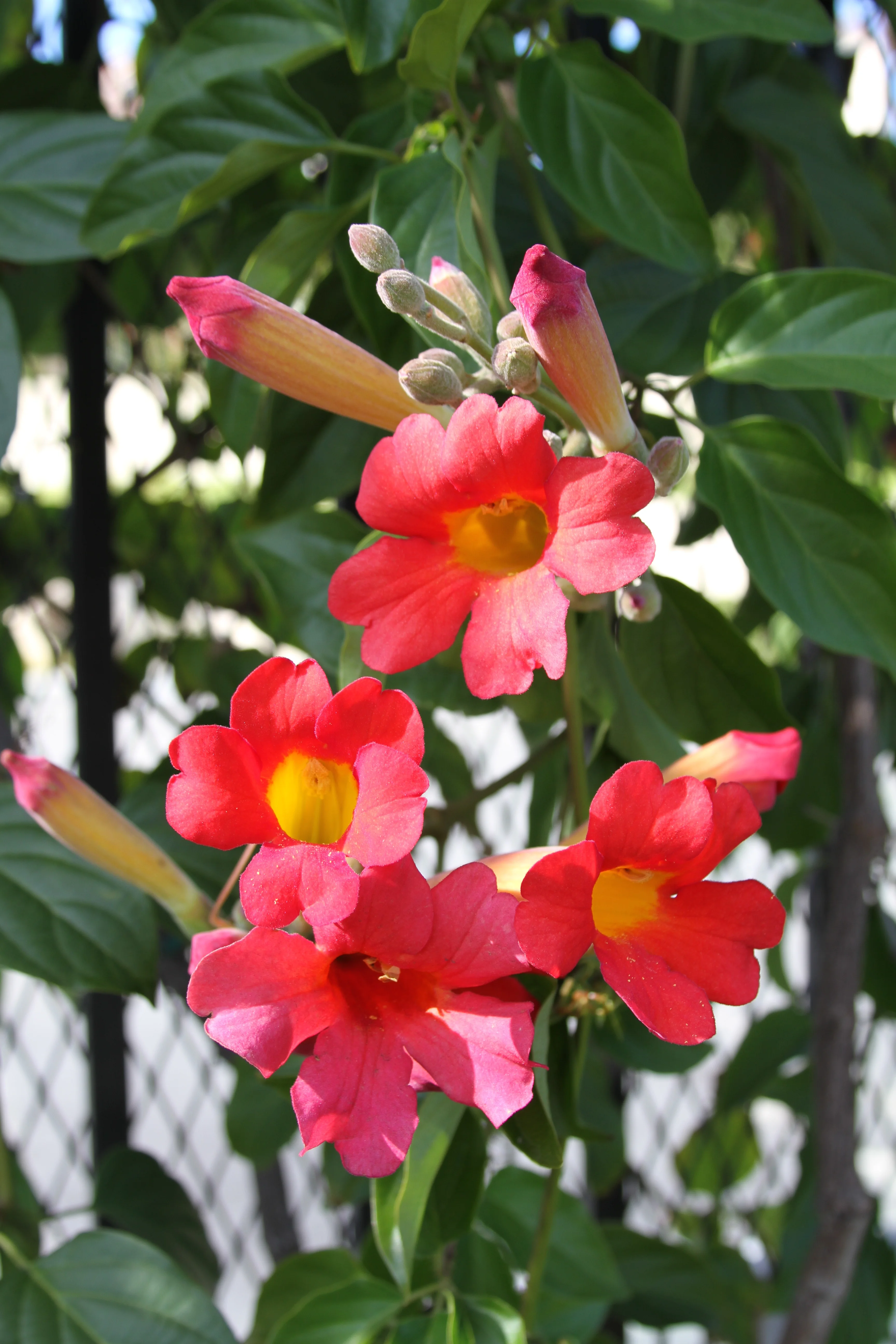Scarlet Trumpet Vine 2 Scarlet Trumpet Vine