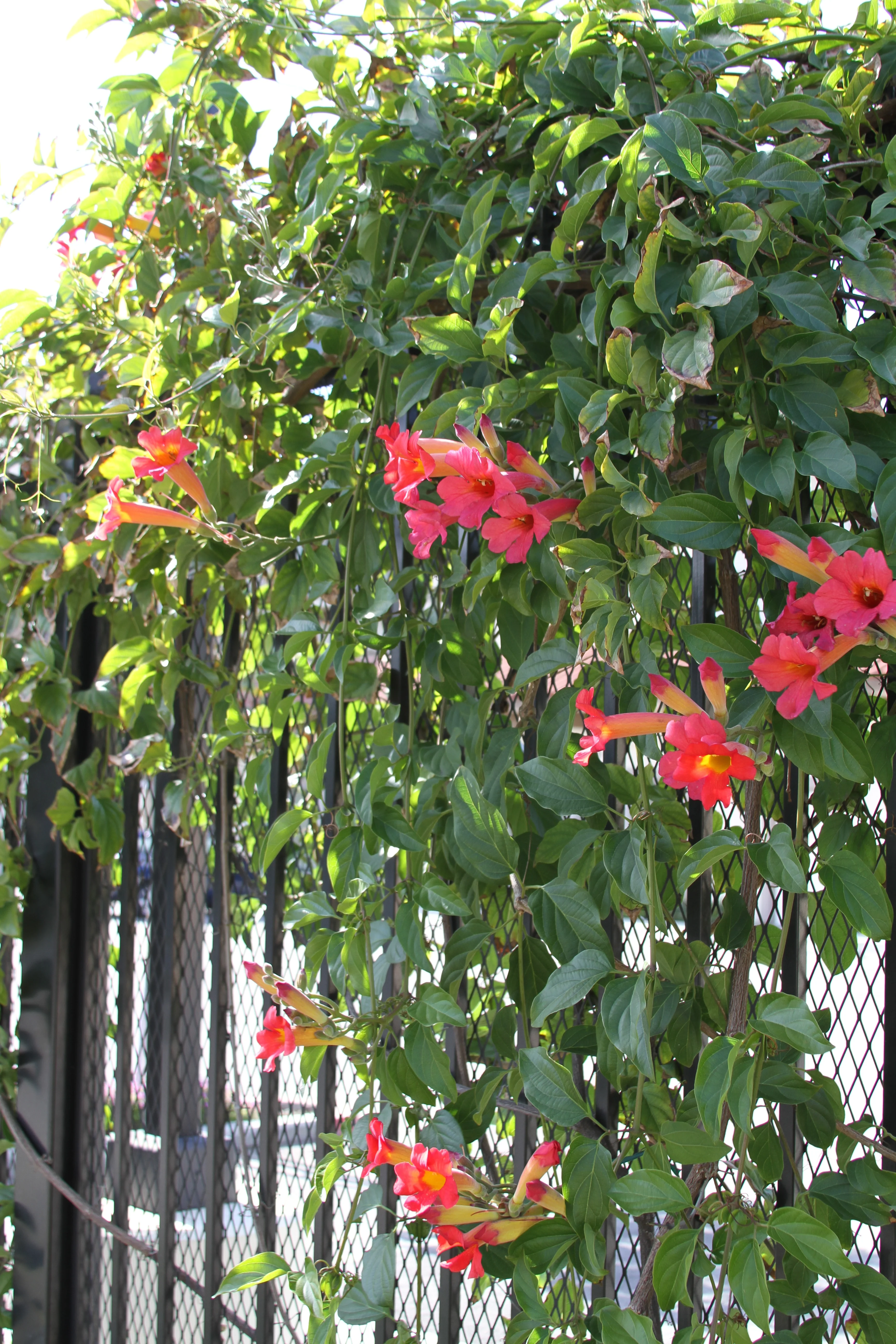 Scarlet Trumpet Vine 3 Scarlet Trumpet Vine