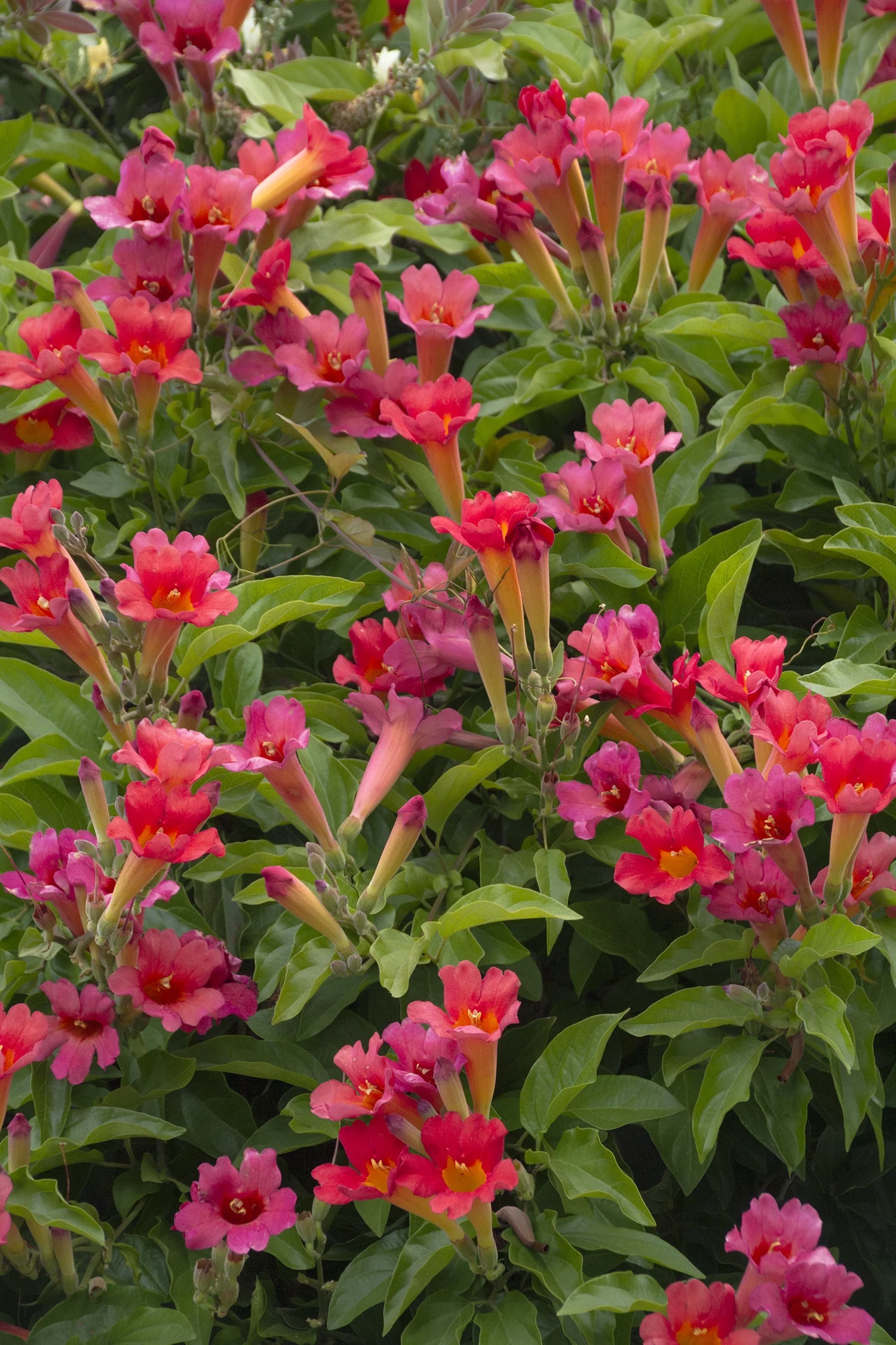 Scarlet Trumpet Vine 4 Scarlet Trumpet Vine