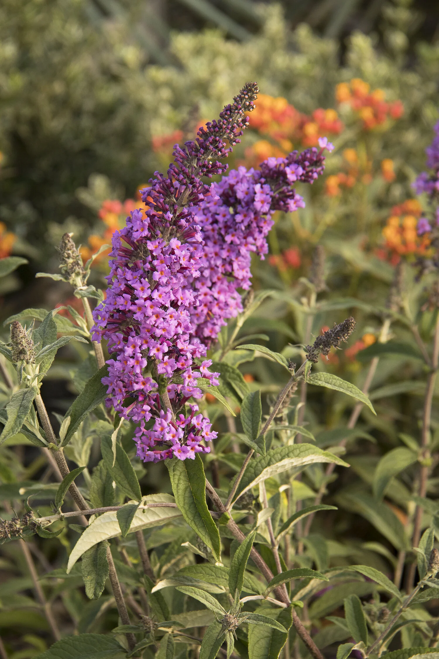Petite Plum® Dwarf Butterfly Bush 8 Petite Plum® Dwarf Butterfly Bush