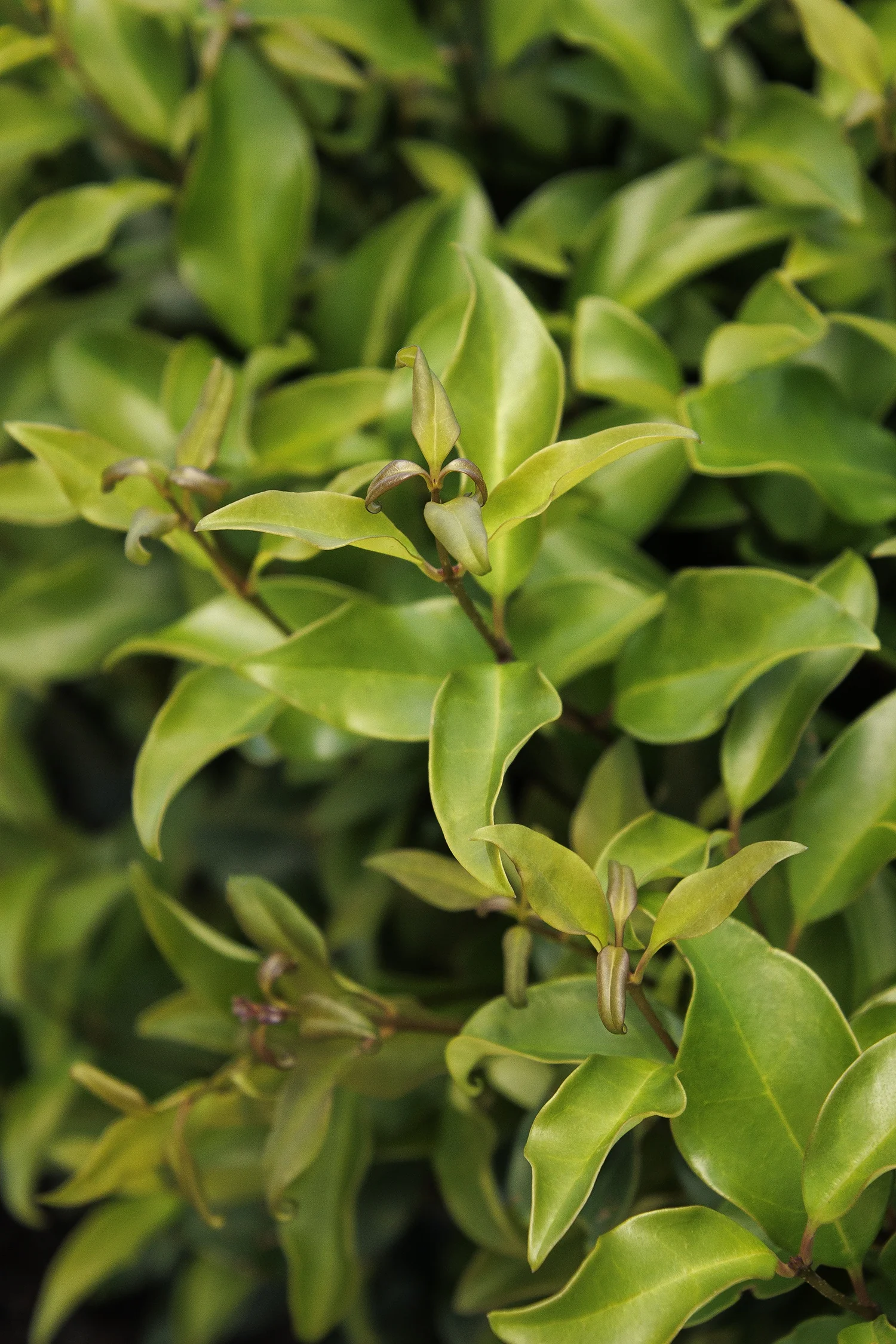 Curled-Leaf Privet 17 Curled-Leaf Privet