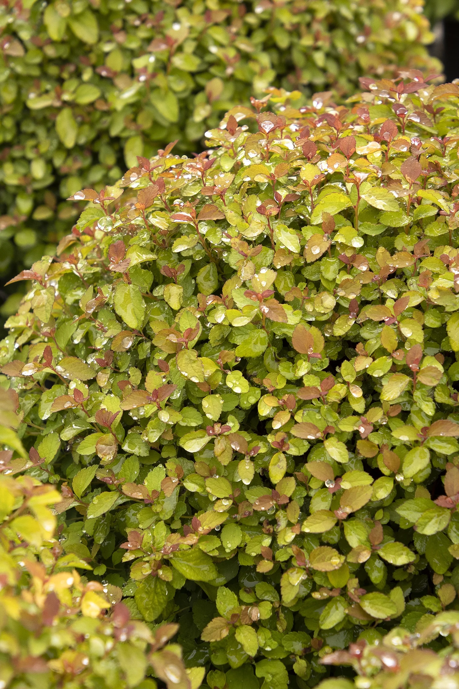 Butterscotch Baby™ Spirea 1 Butterscotch Baby™ Spirea
