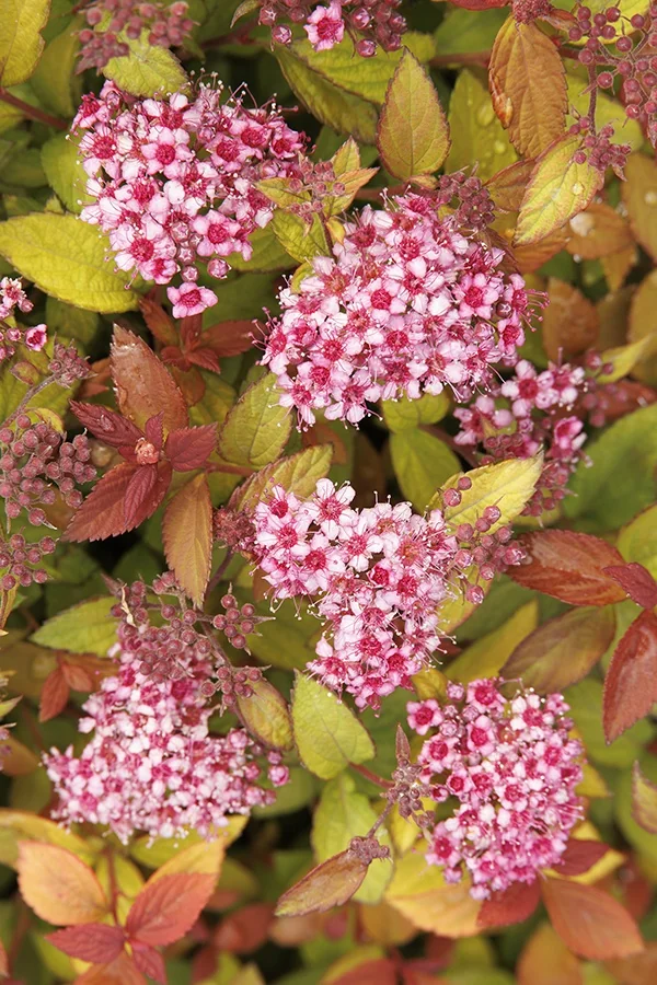 Butterscotch Baby™ Spirea 2 Butterscotch Baby™ Spirea