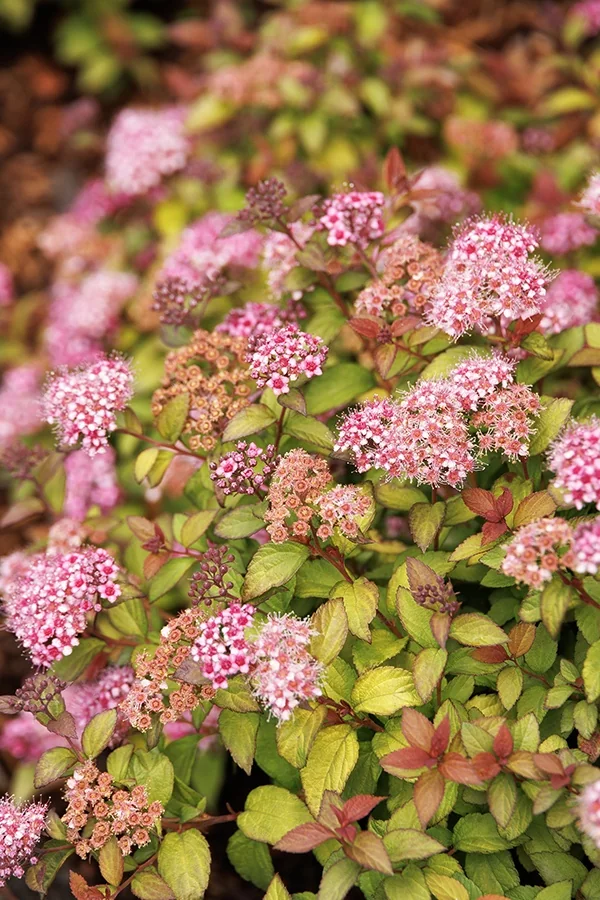 Butterscotch Baby™ Spirea 3 Butterscotch Baby™ Spirea