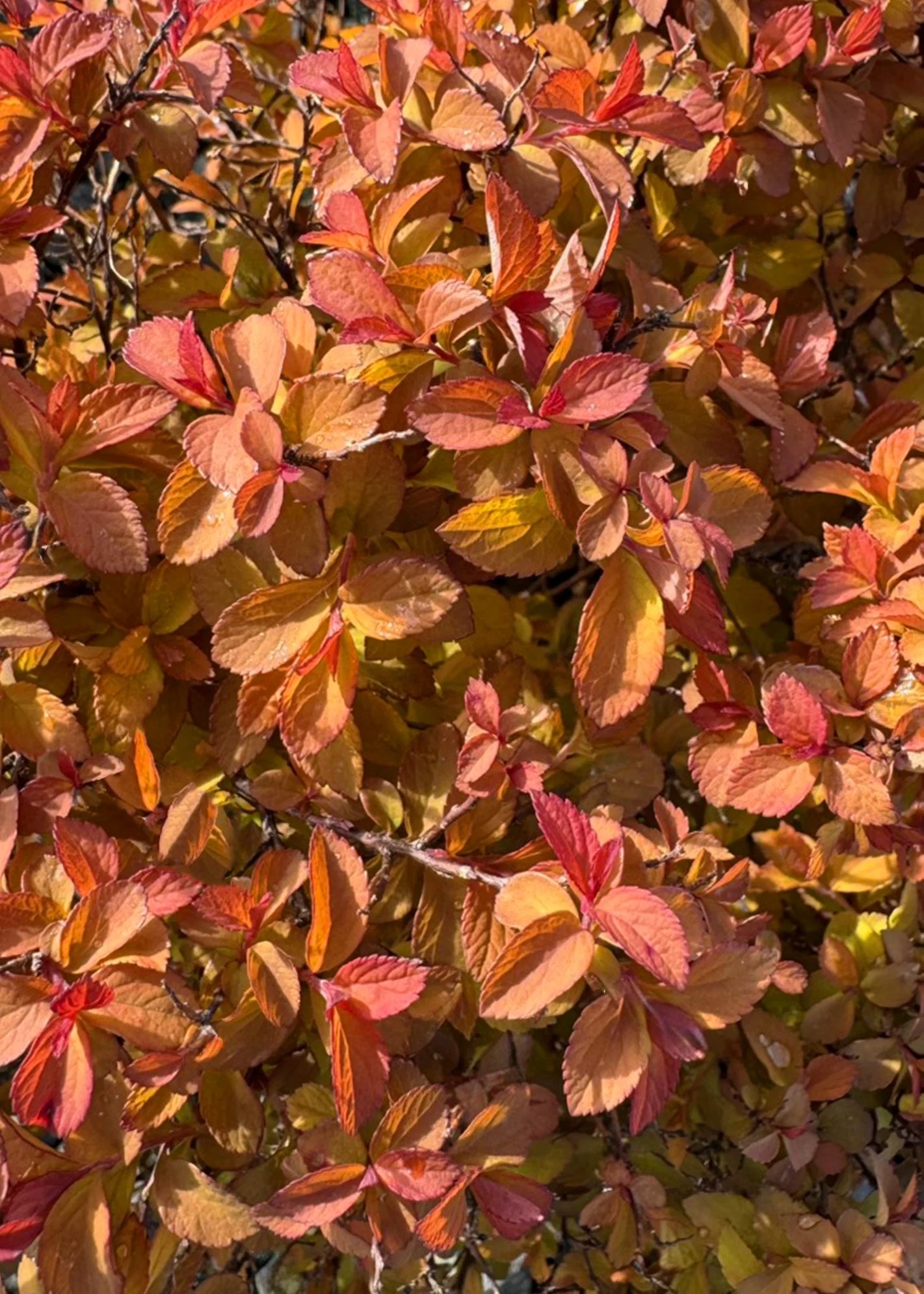 Butterscotch Baby™ Spirea 4 Butterscotch Baby™ Spirea