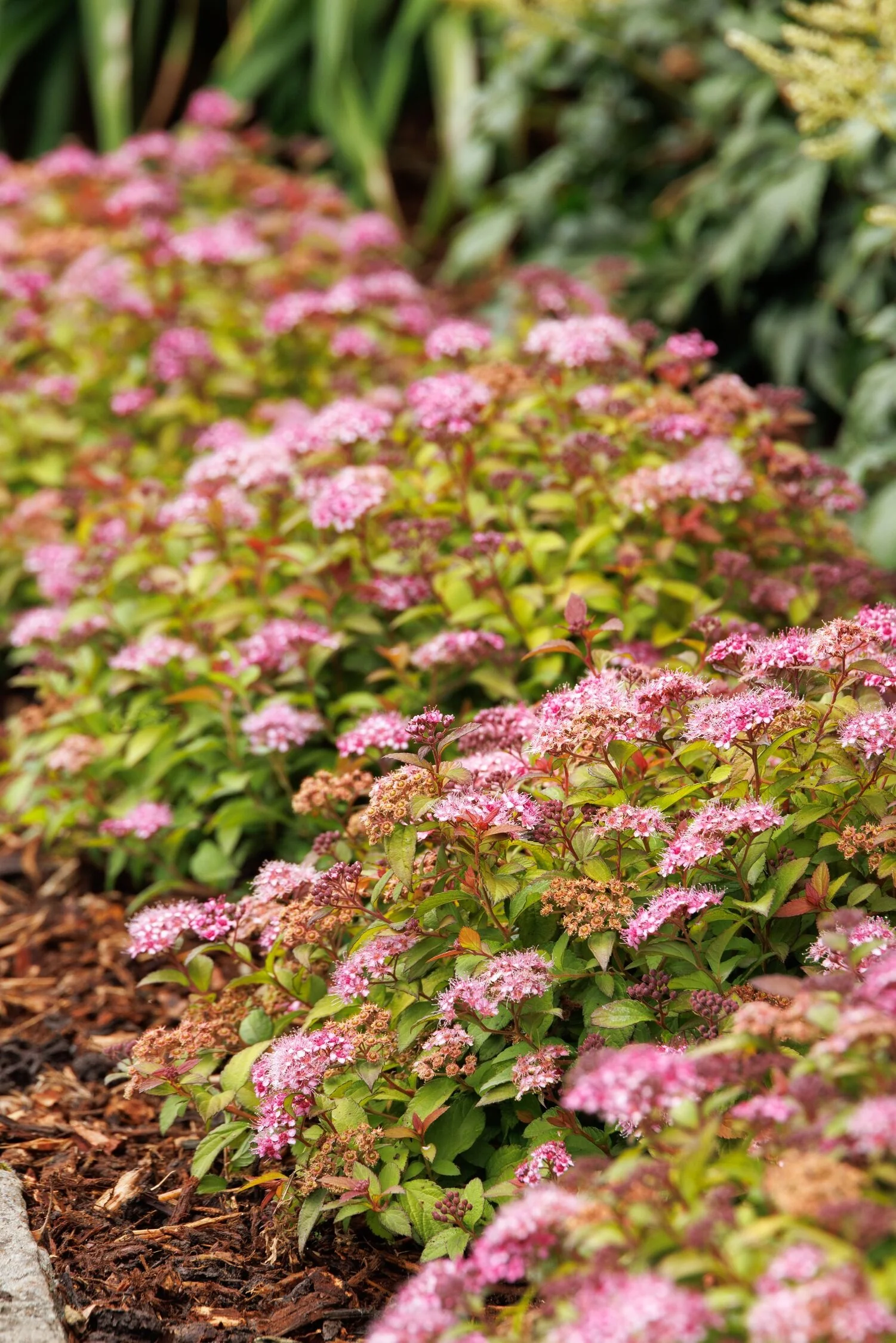 Butterscotch Baby™ Spirea 5 Butterscotch Baby™ Spirea