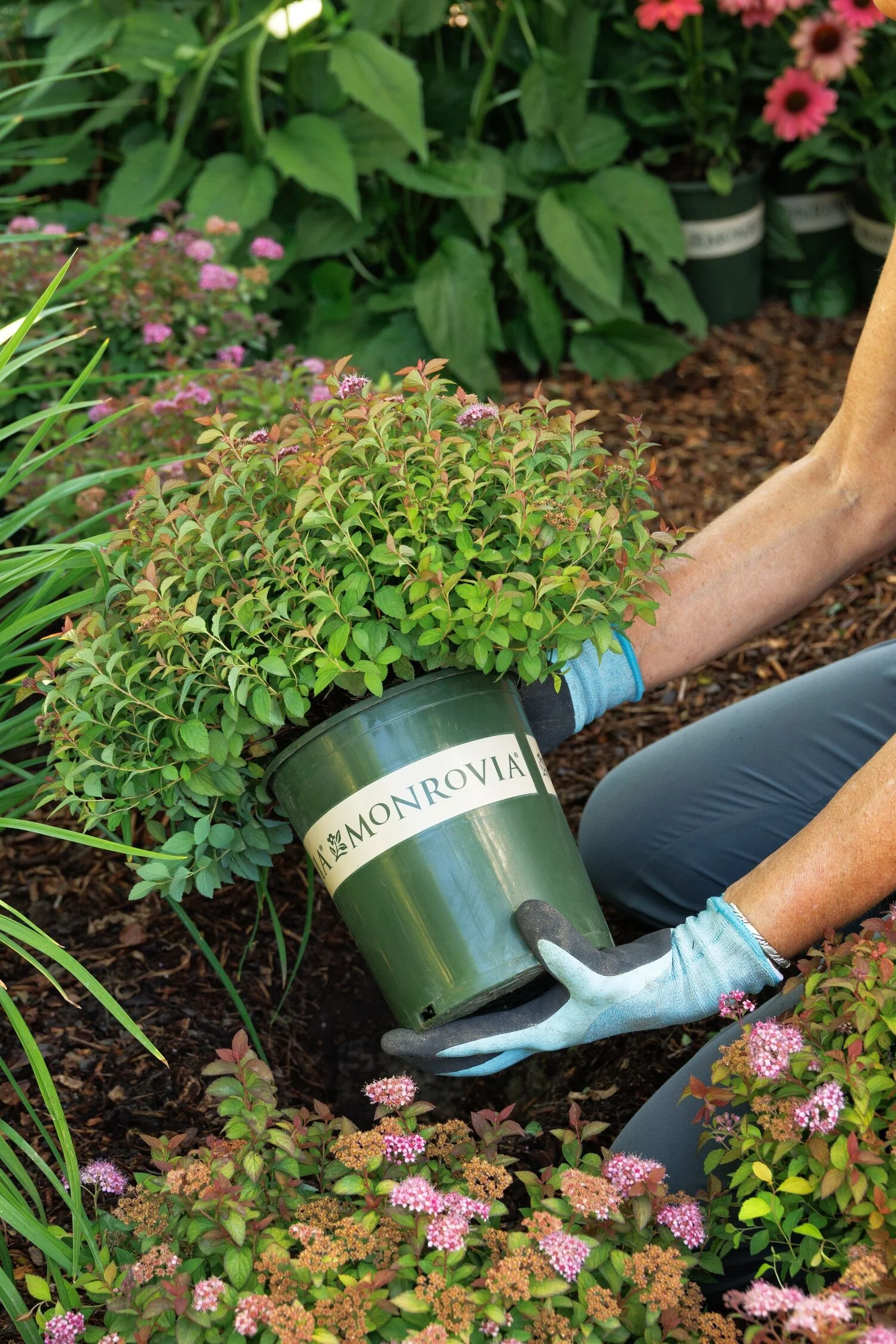Butterscotch Baby™ Spirea 6 Butterscotch Baby™ Spirea