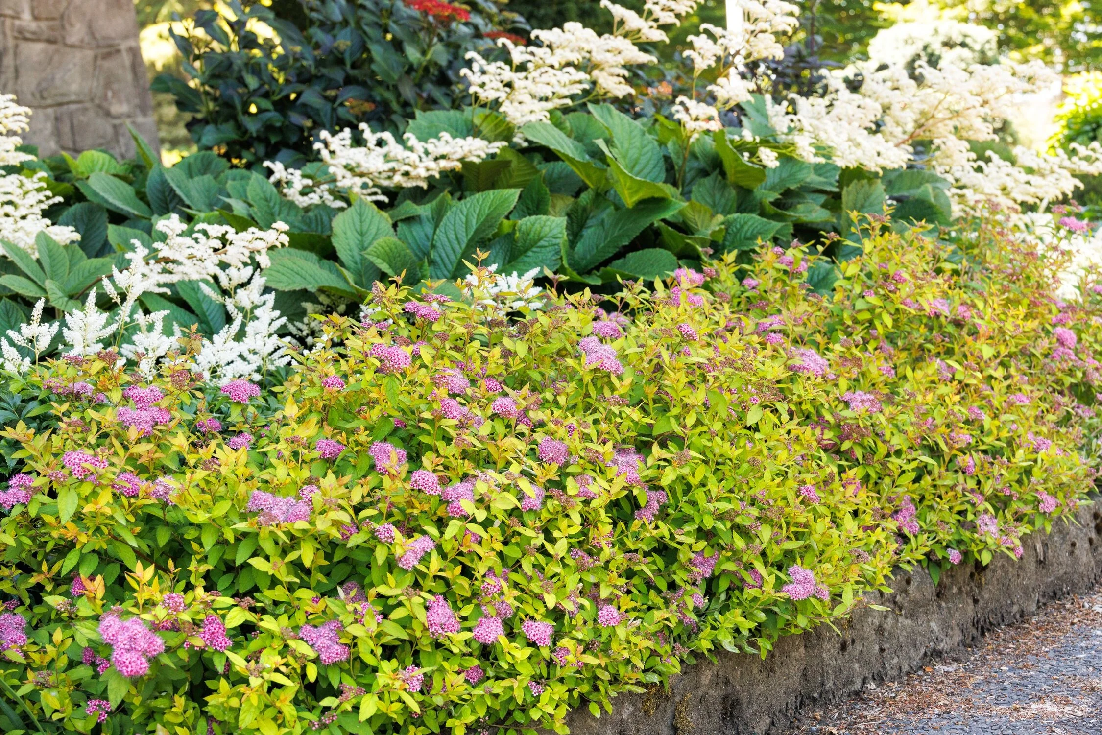 Butterscotch Baby™ Spirea 7 Butterscotch Baby™ Spirea