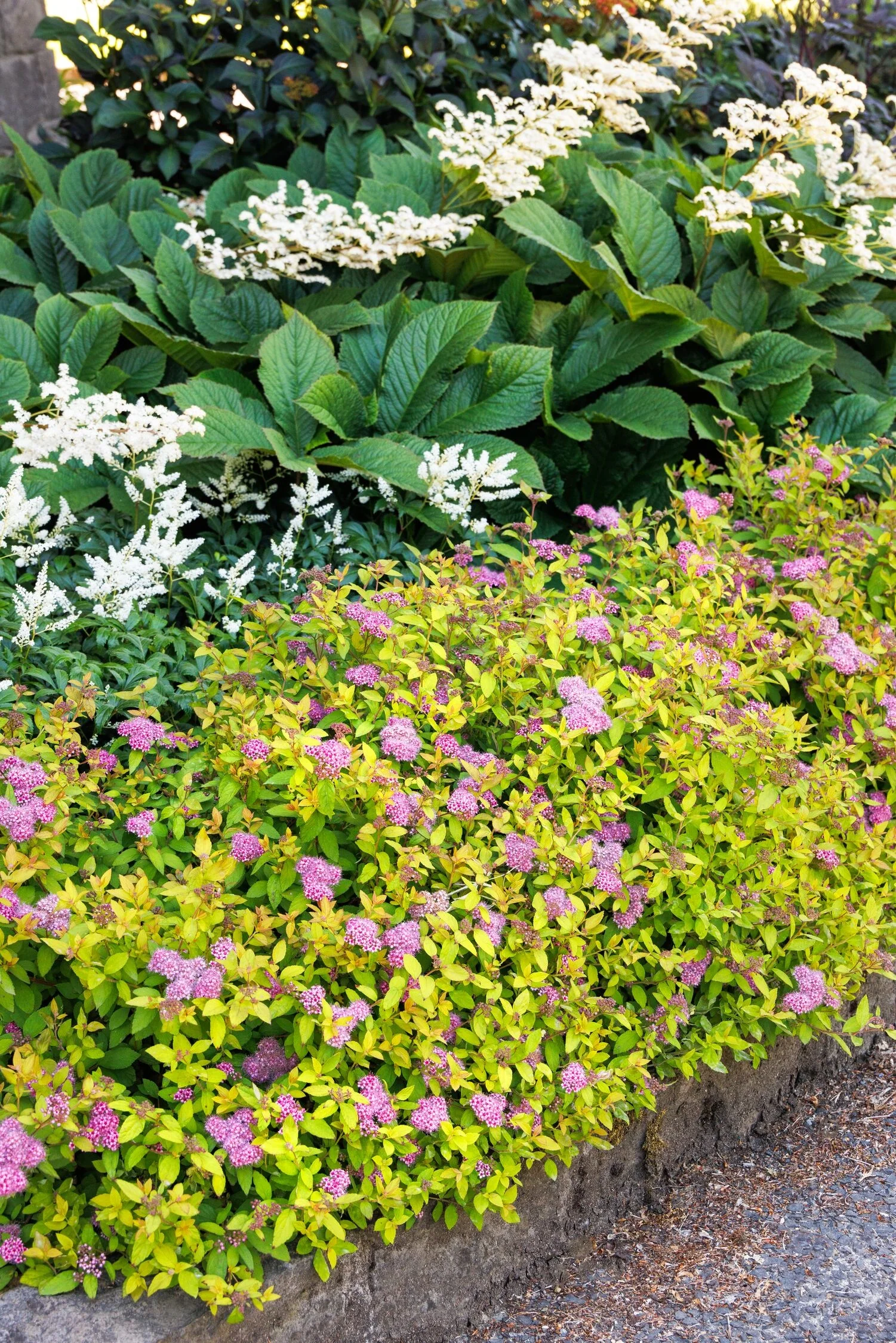 Butterscotch Baby™ Spirea 8 Butterscotch Baby™ Spirea