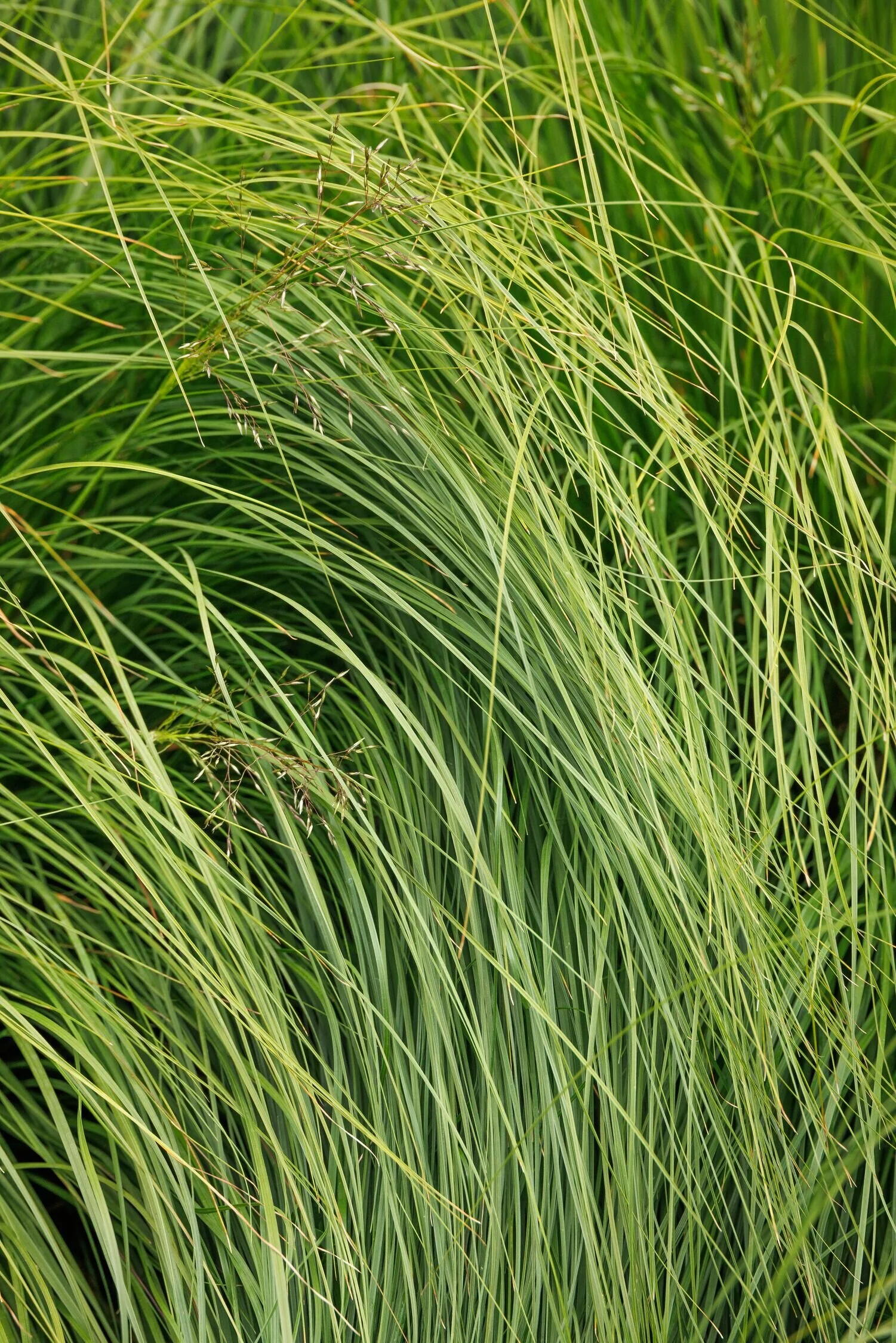 Prairie Dropseed 16 Prairie Dropseed