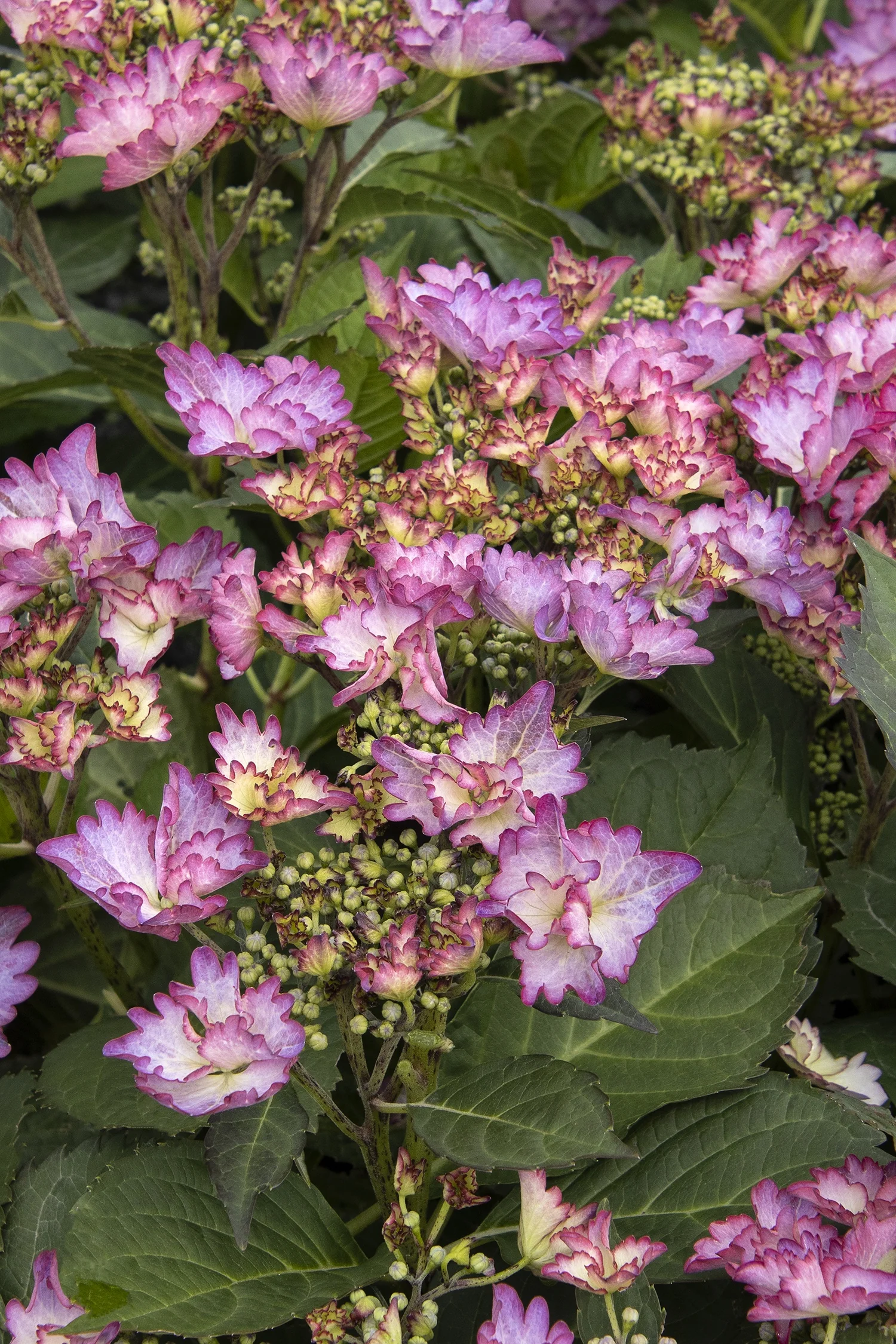 Seaside Serenade® Crystal Cove Hydrangea 6 Seaside Serenade® Crystal Cove Hydrangea