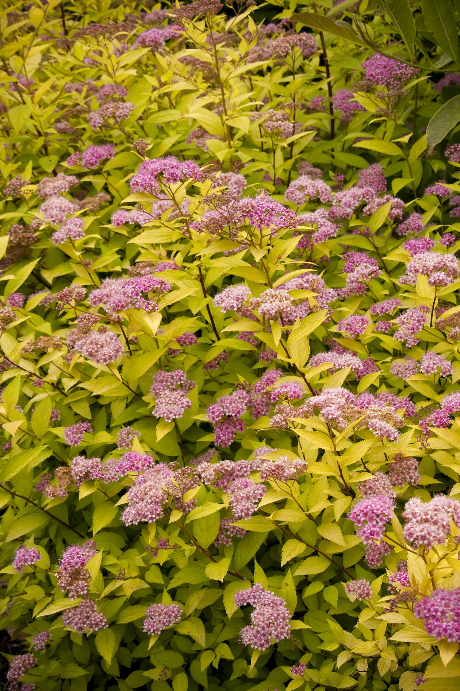 Goldmound Spirea 14 Goldmound Spirea