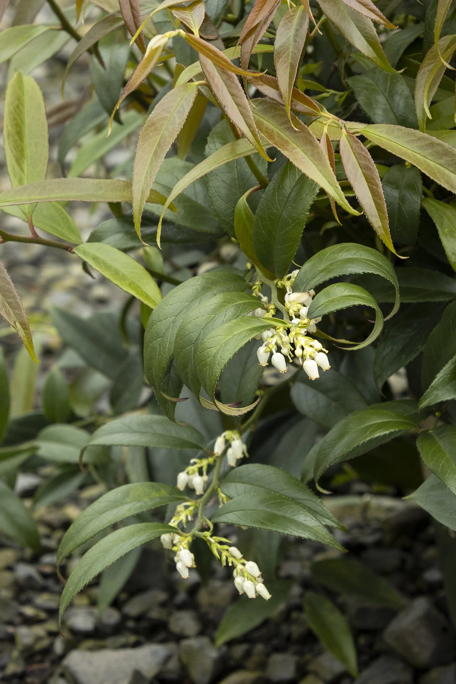 ReJoyce Coast Leucothoe 7 ReJoyce Coast Leucothoe