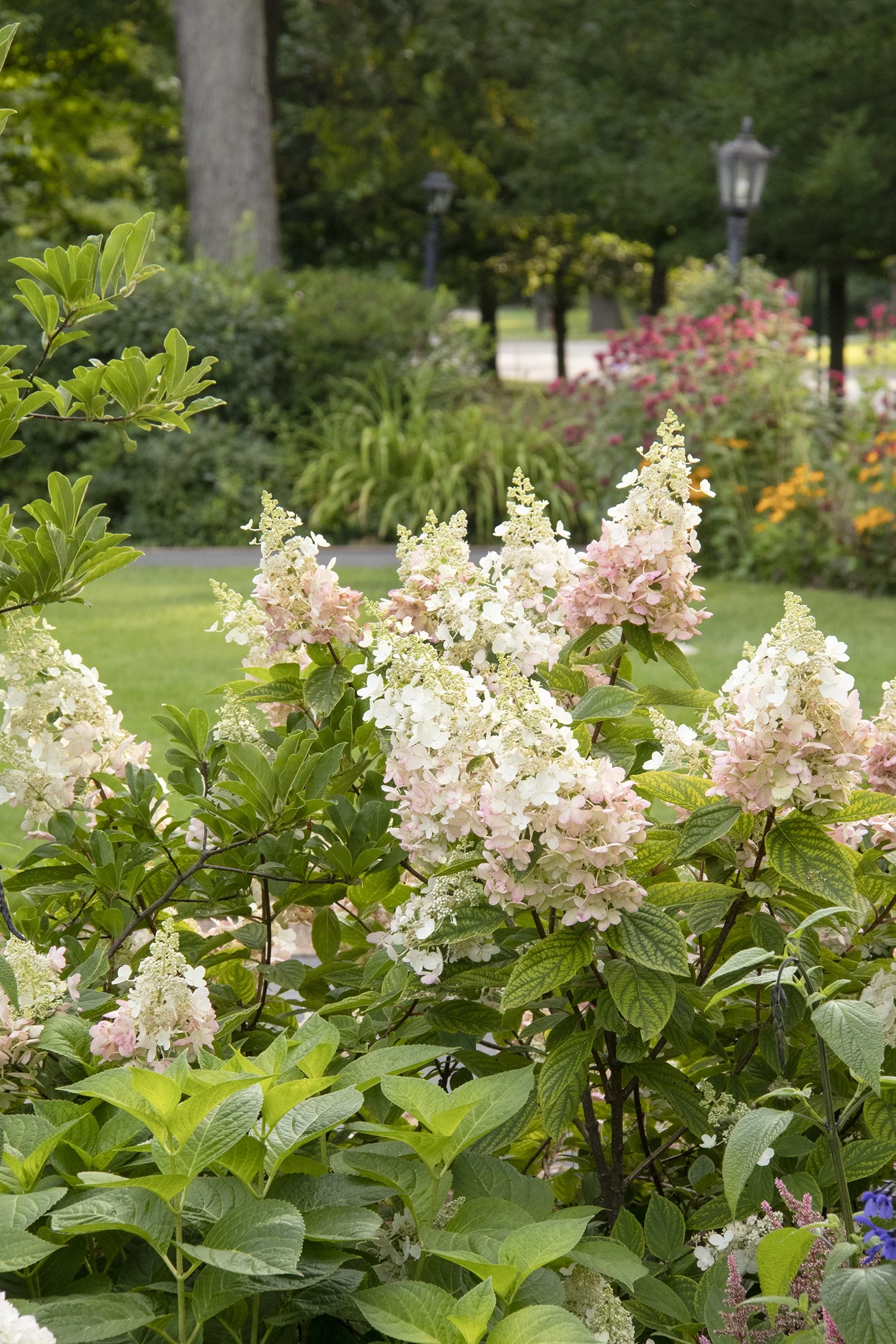 Angel's Blush® Hydrangea