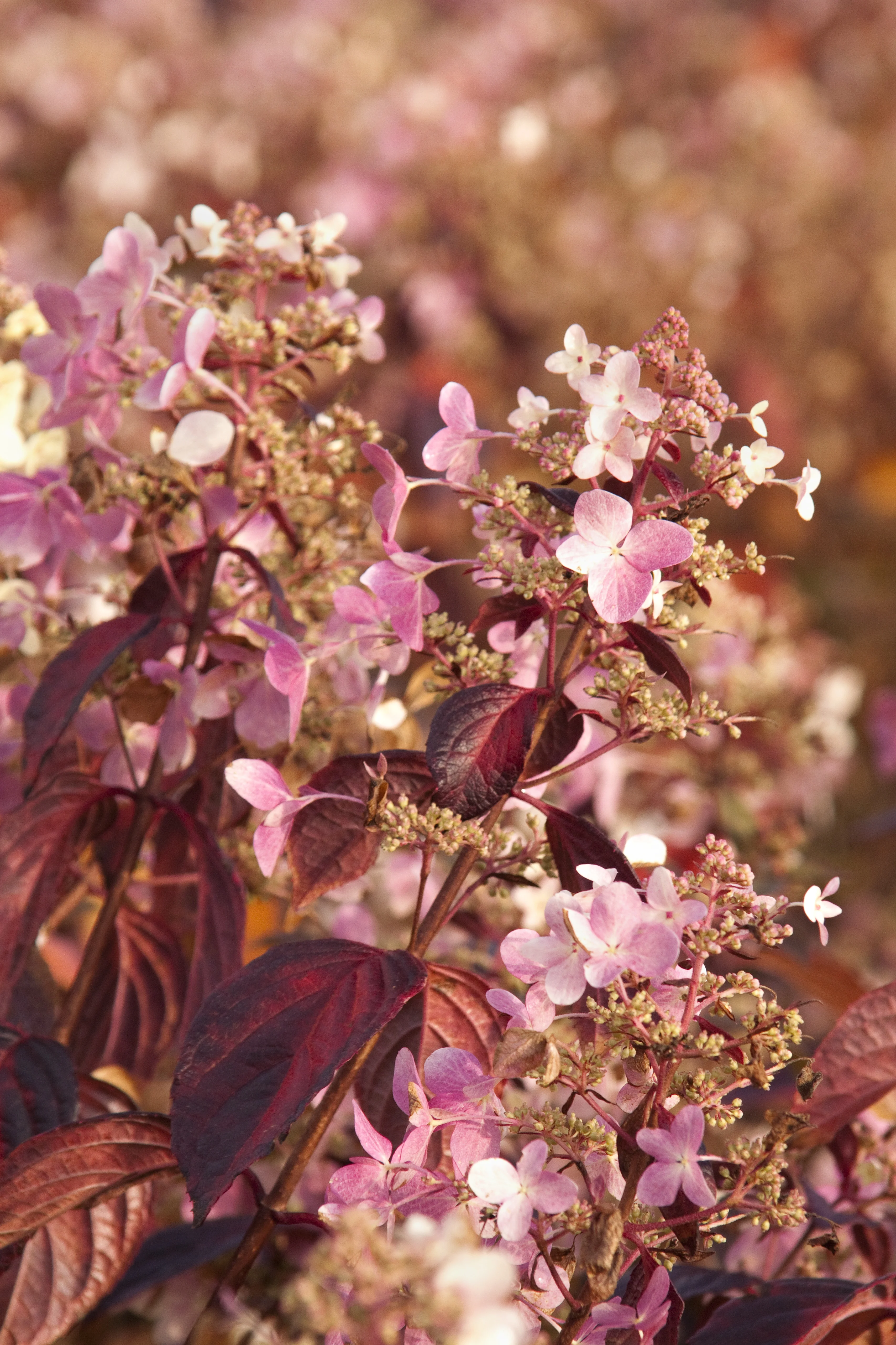 Angel's Blush® Hydrangea